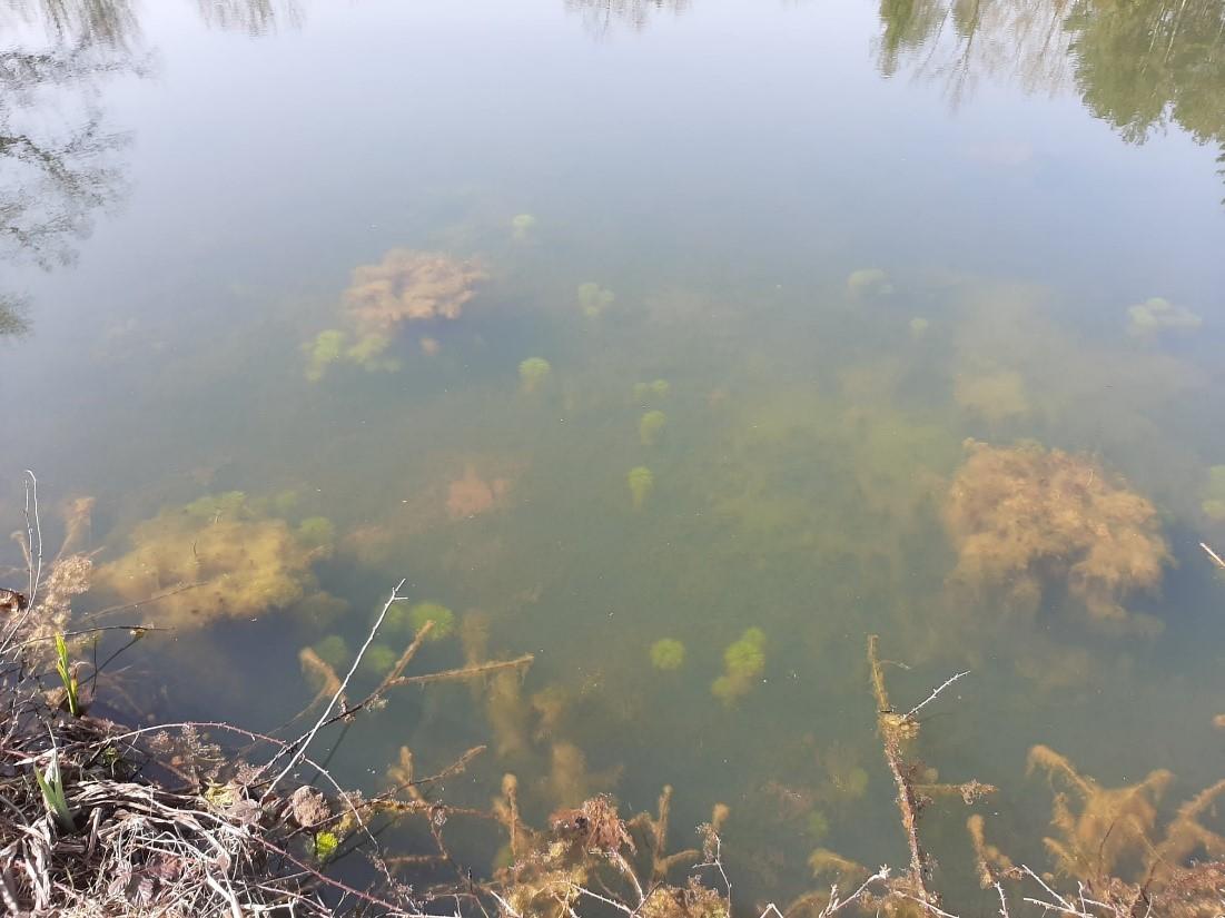 Close-up van de vele waterplanten en algen in het heldere water van de stierkikker-kweekvijvers