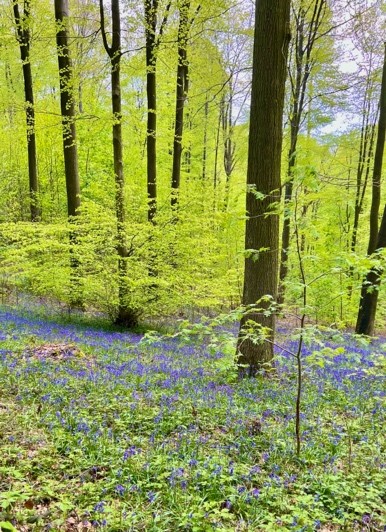 Natuurfoto met wilde hyacinten