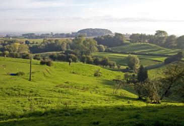 Groen natuurlandschap