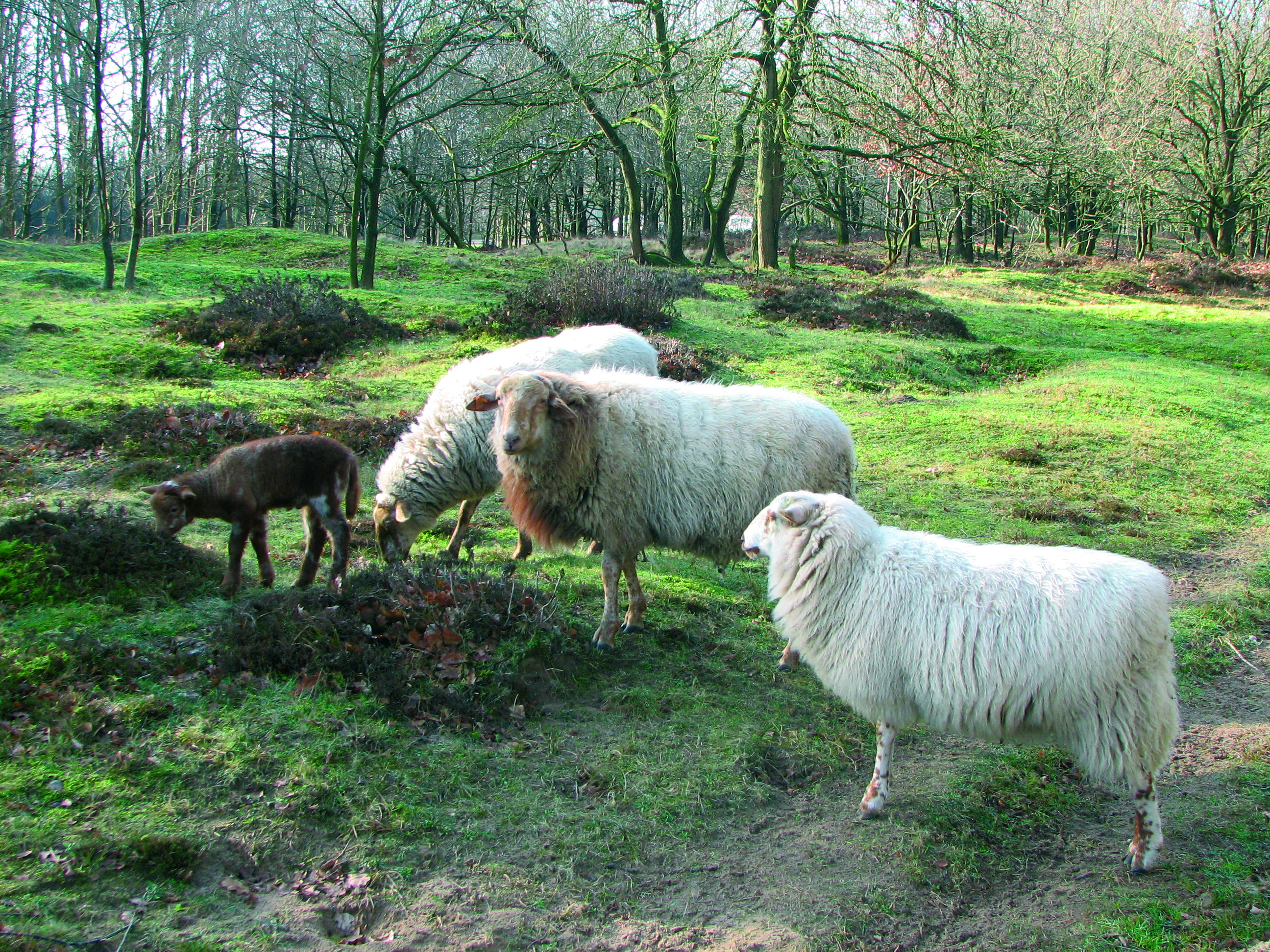 Schapenbegrazing in de Schobbejakshoogte