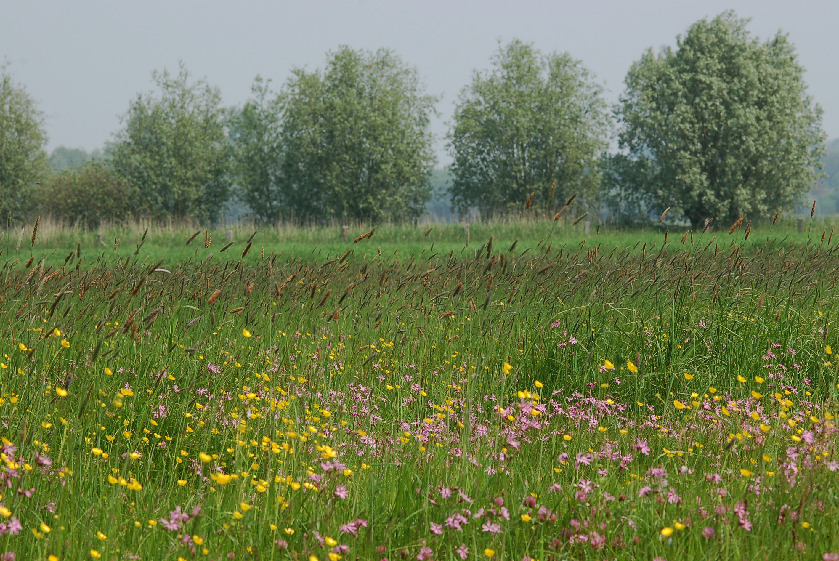 Grasland met bomen