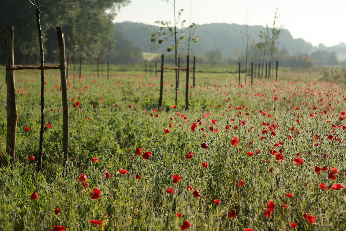 Bloeiende klaprozen verspreid over een groot grasveld