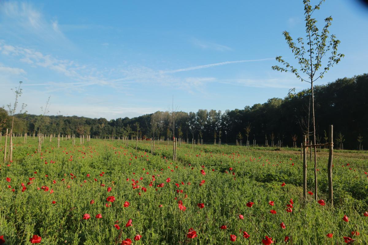 Bloeiende klaprozen verspreid over een groot grasveld