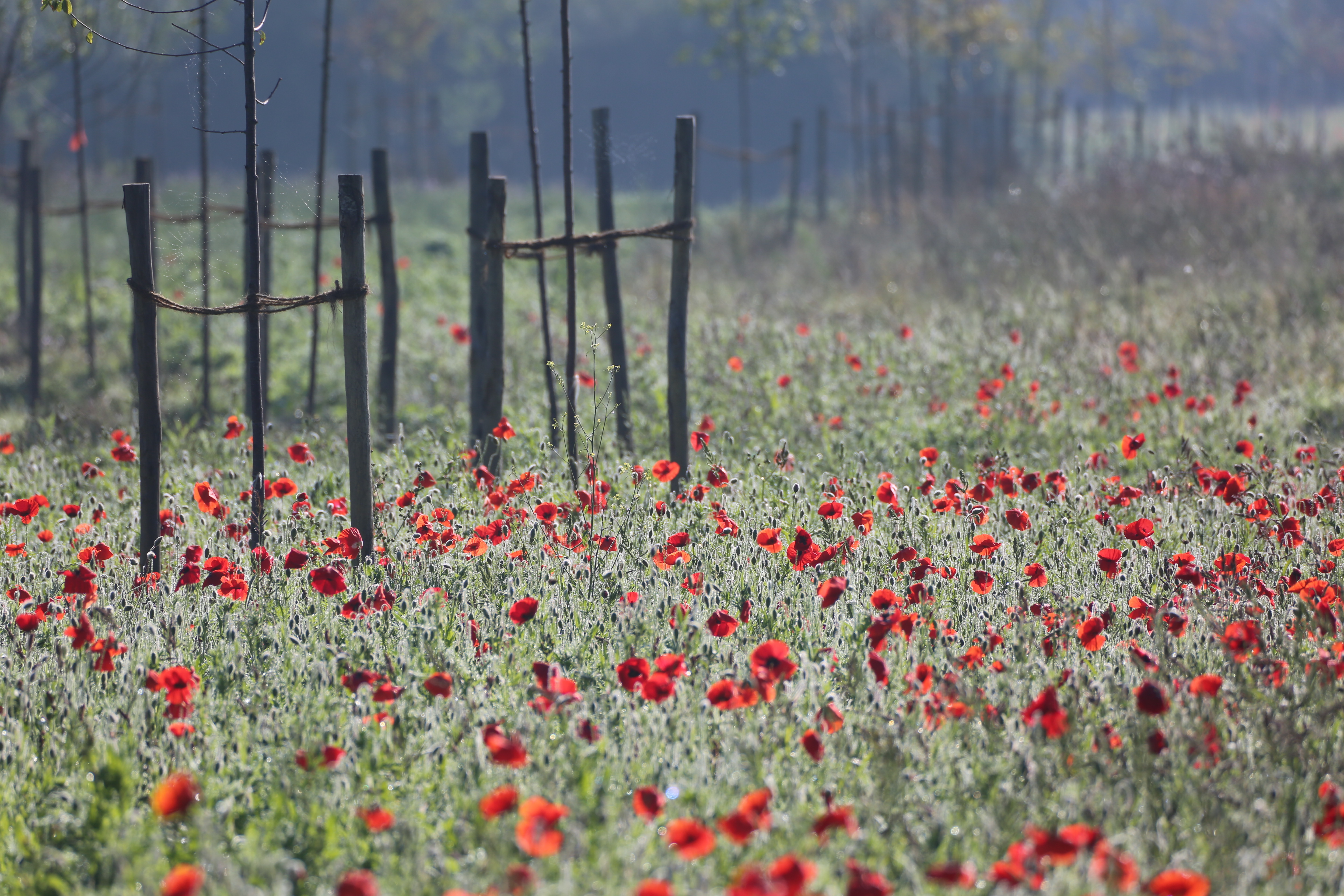 Bloeiende klaprozen verspreid over een groot grasveld