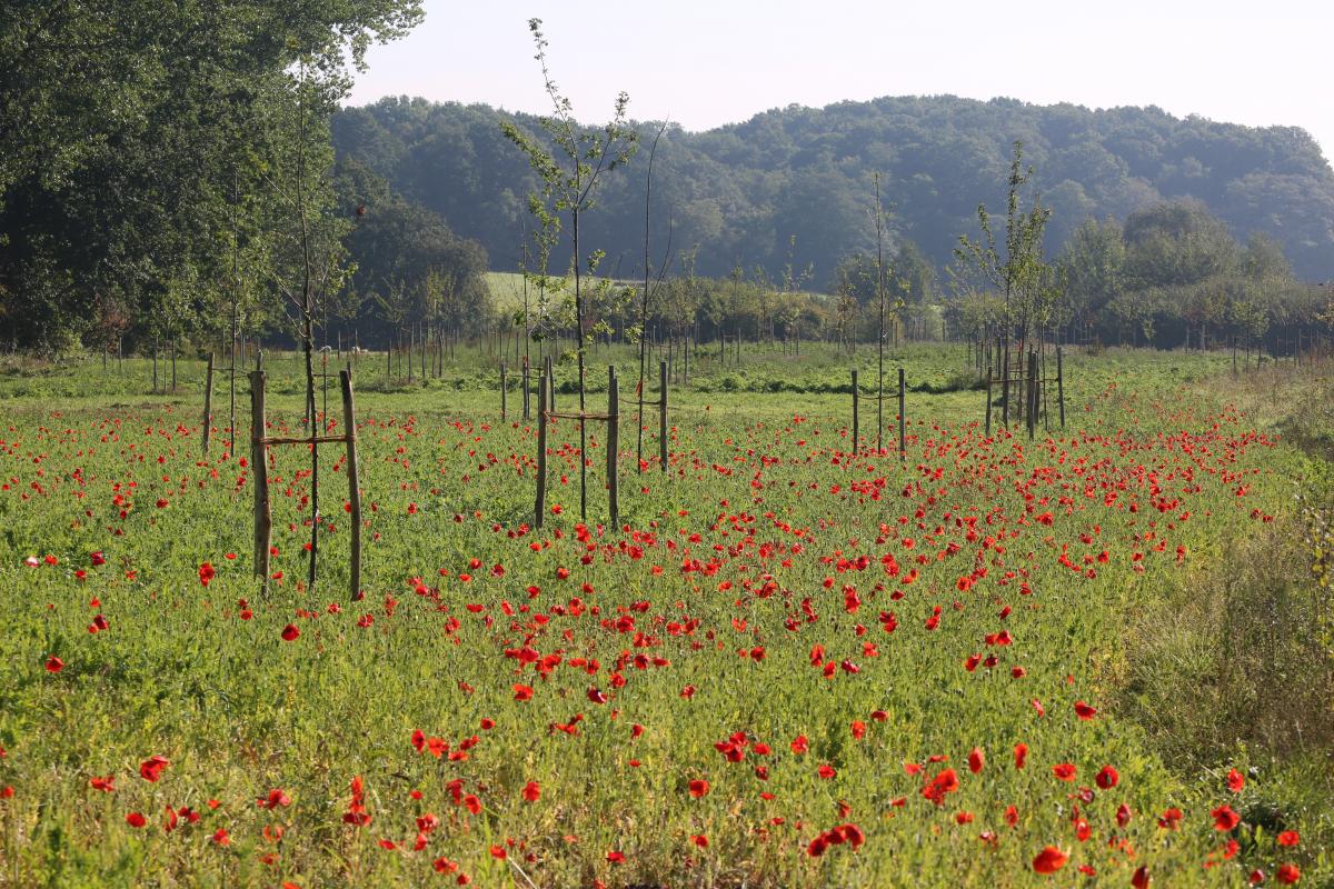 Bloeiende klaprozen verspreid over een groot grasveld