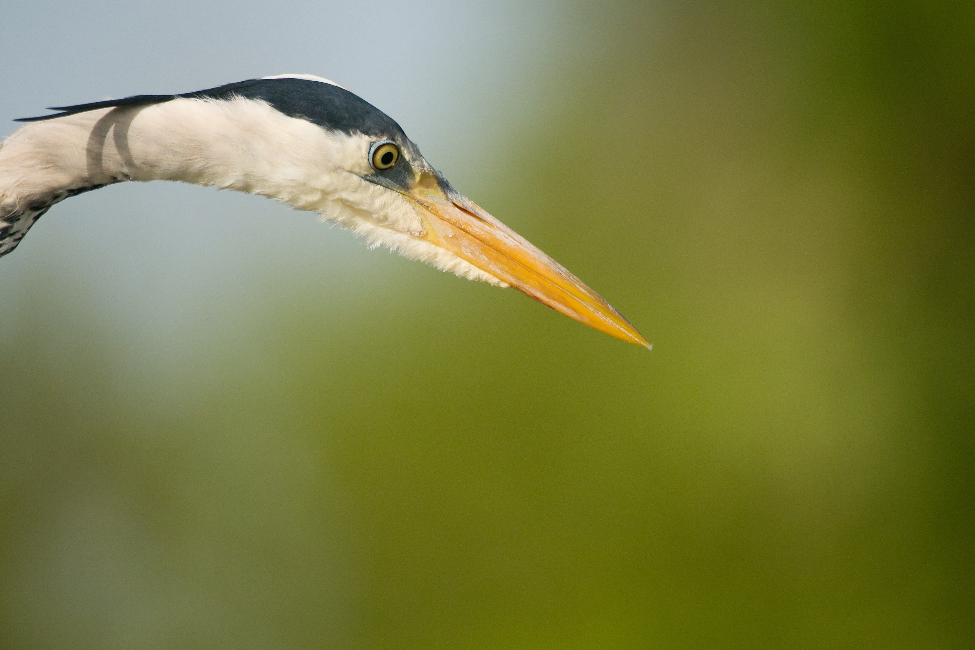 Blauwe reiger