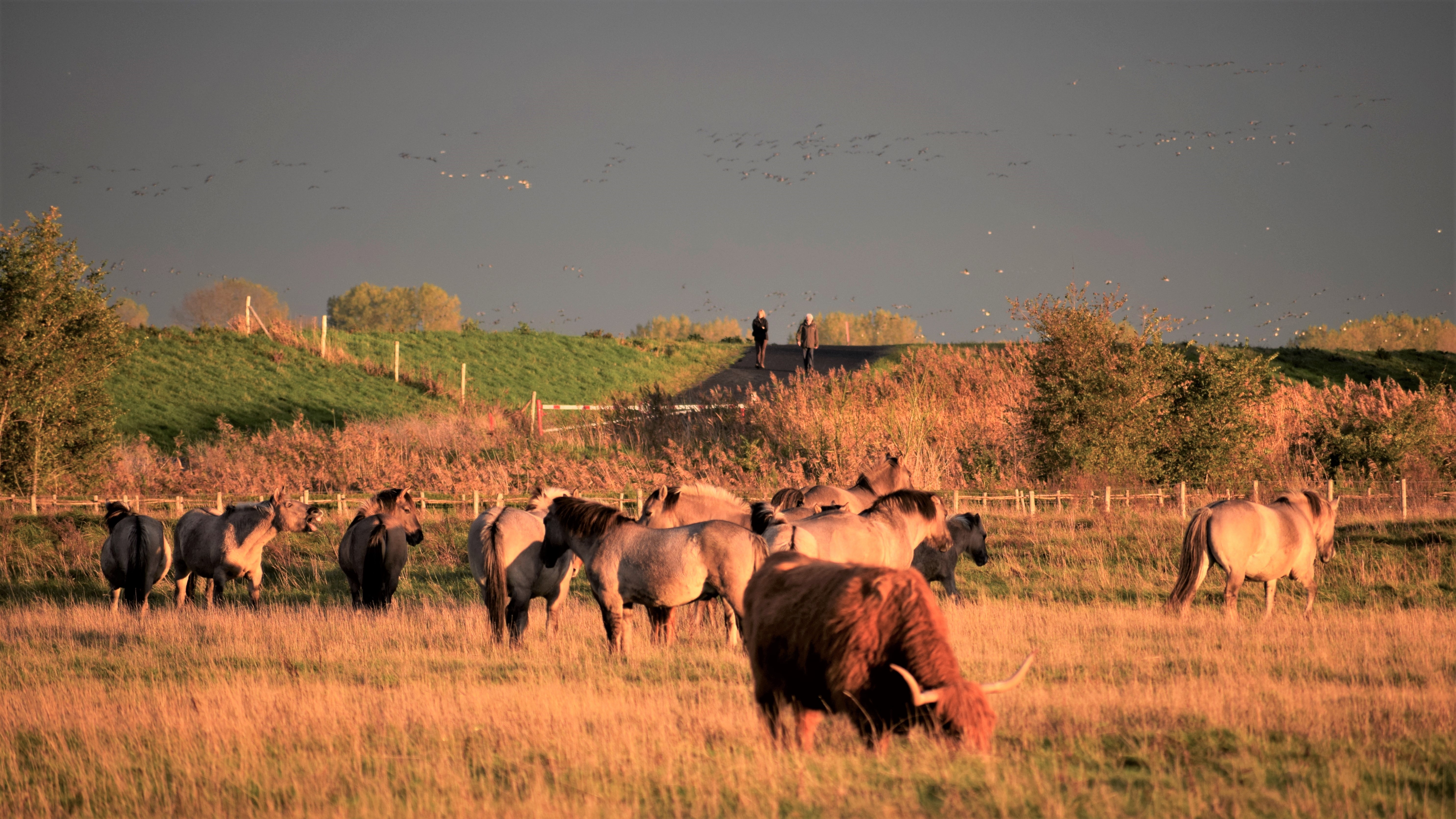 grazers