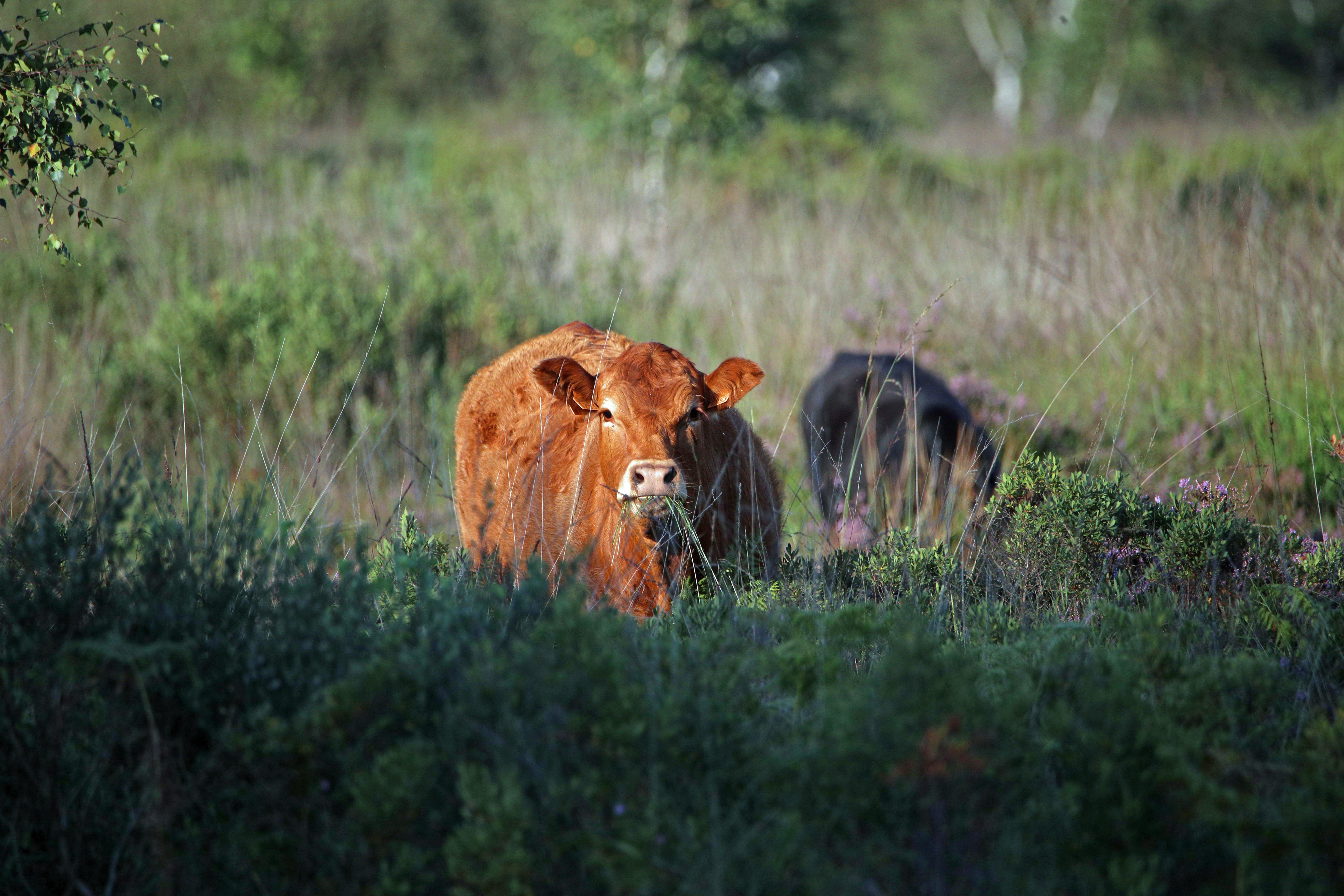 Aberdeen Angus © Steve Cox