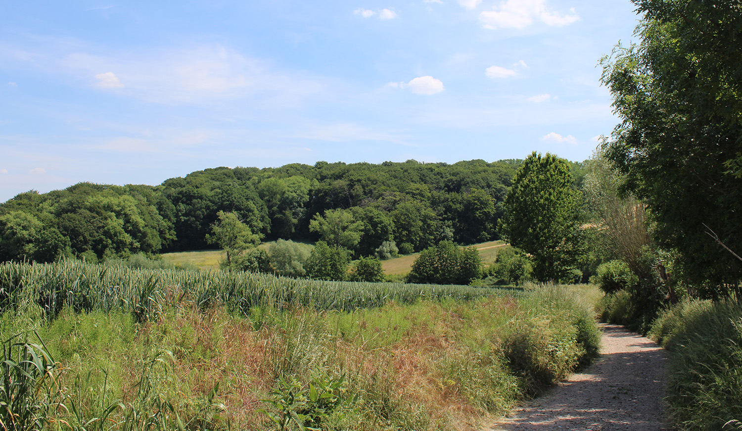 Landschap Beiaardbos