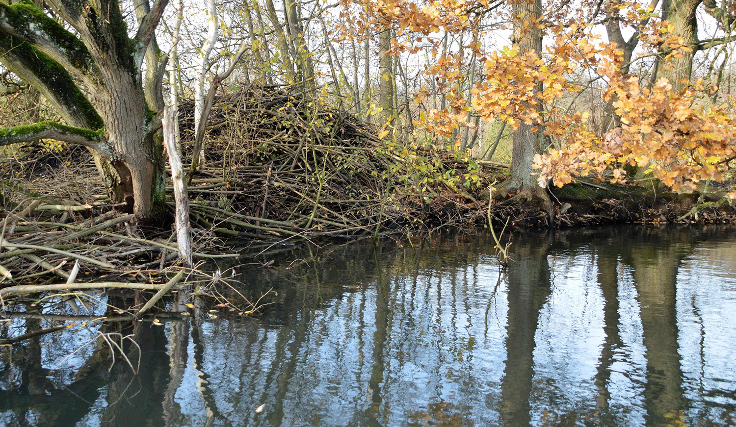 Beverburcht Blaasveldbroek