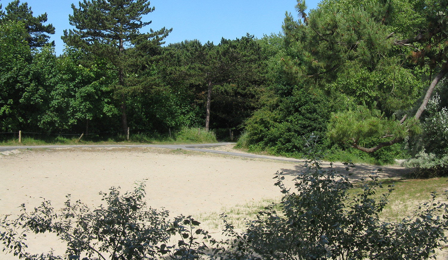 Duinen