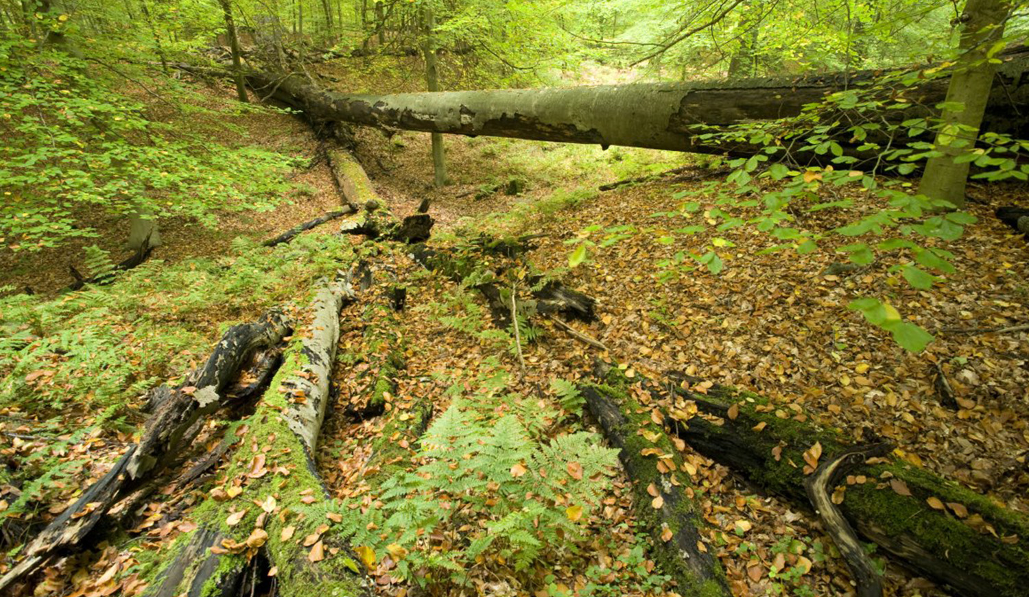 Landschapsfoto