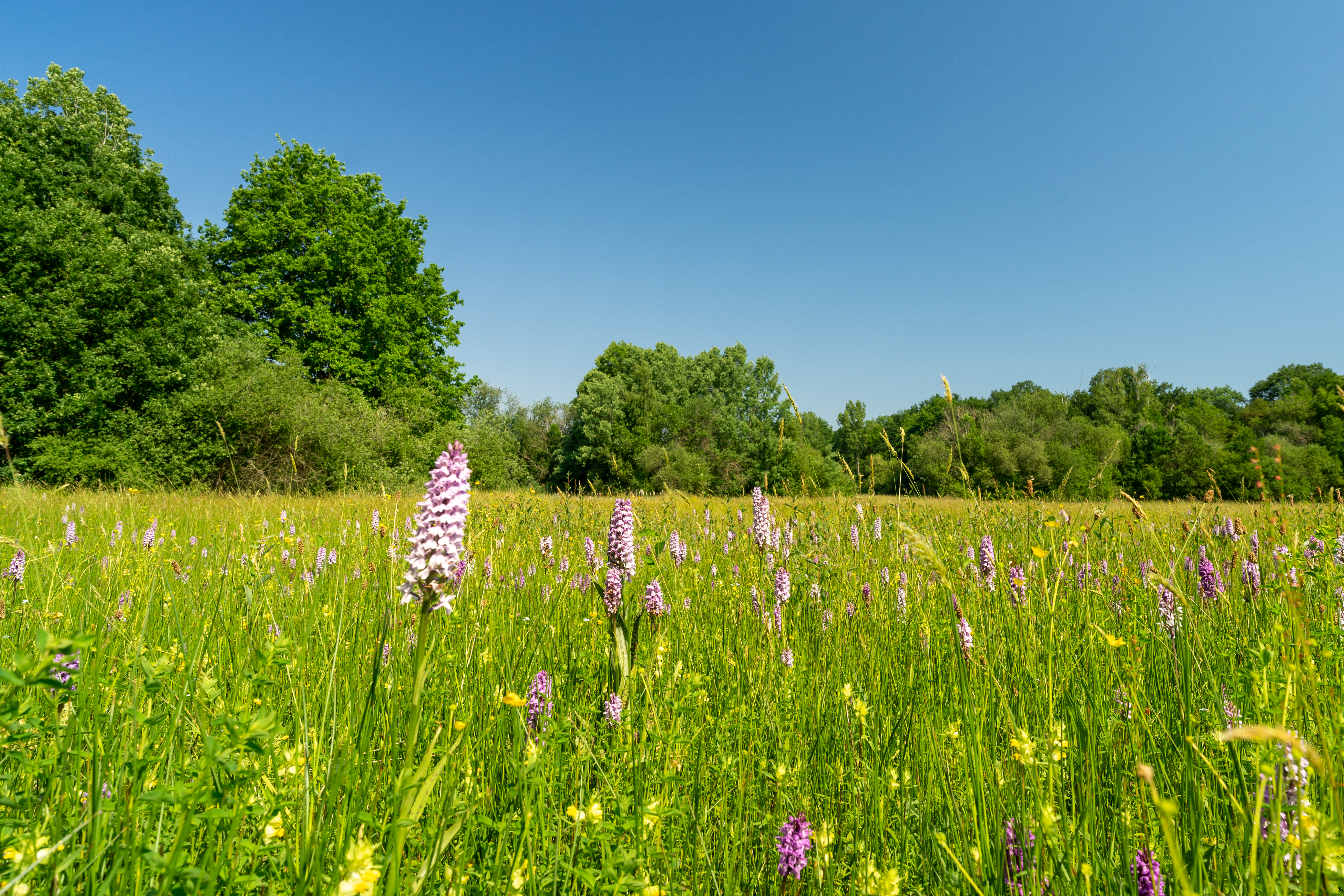 Walsbergen orchideeën © Bart Vanberghen