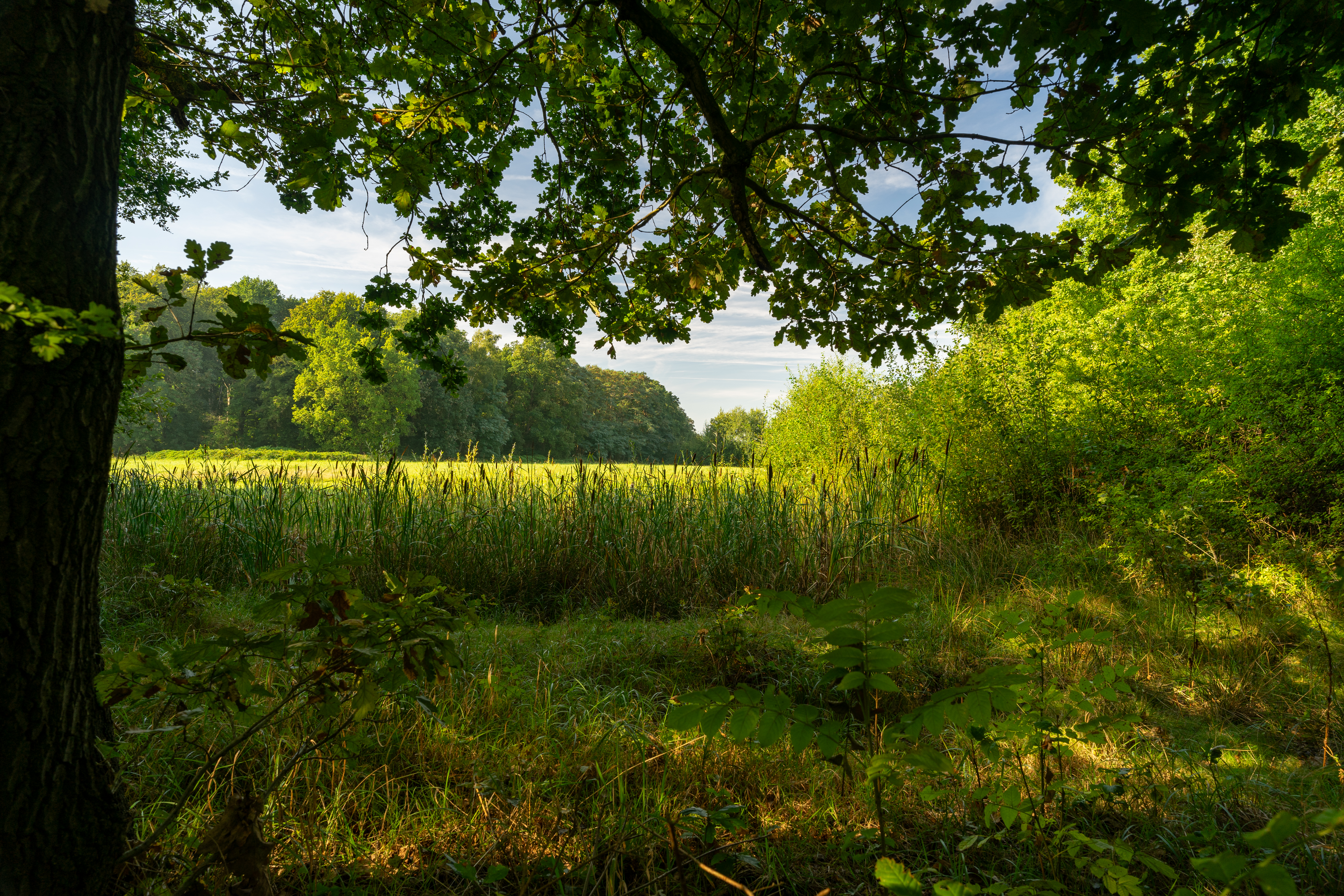 Walsbergen poel © Bart Vanberghen