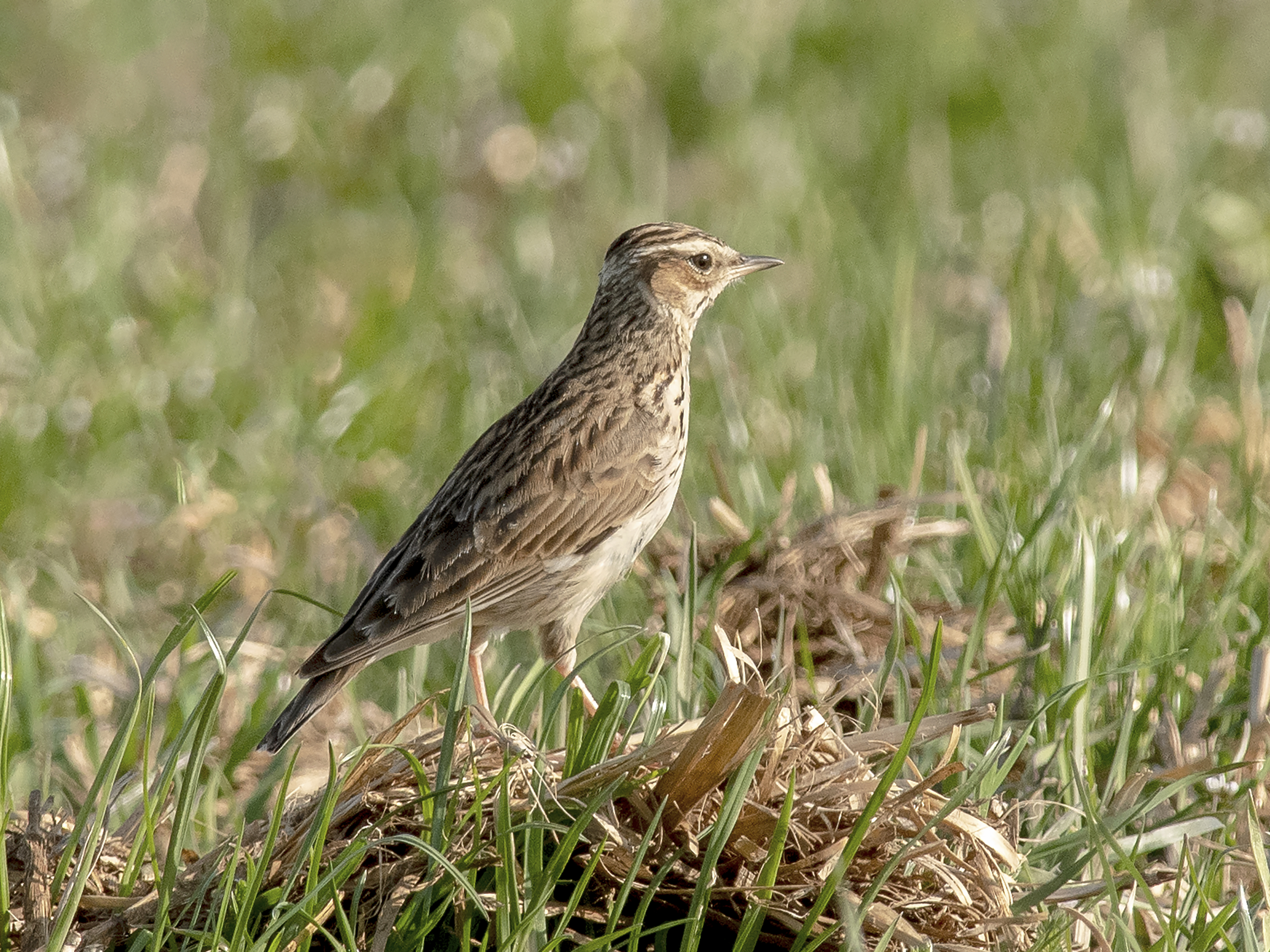 boomleeuwerik © Ilse Jacobs