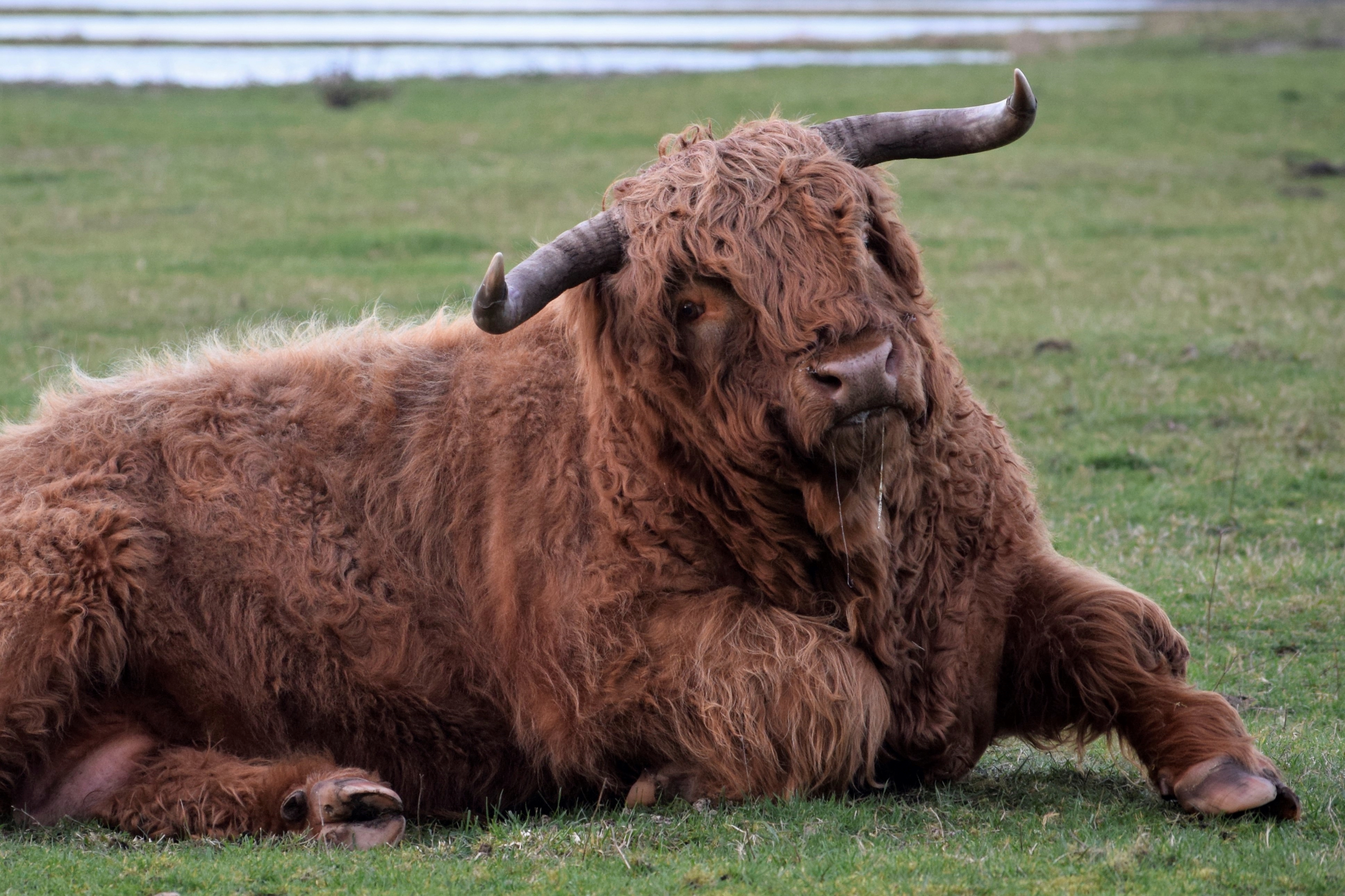 Schotse hooglander