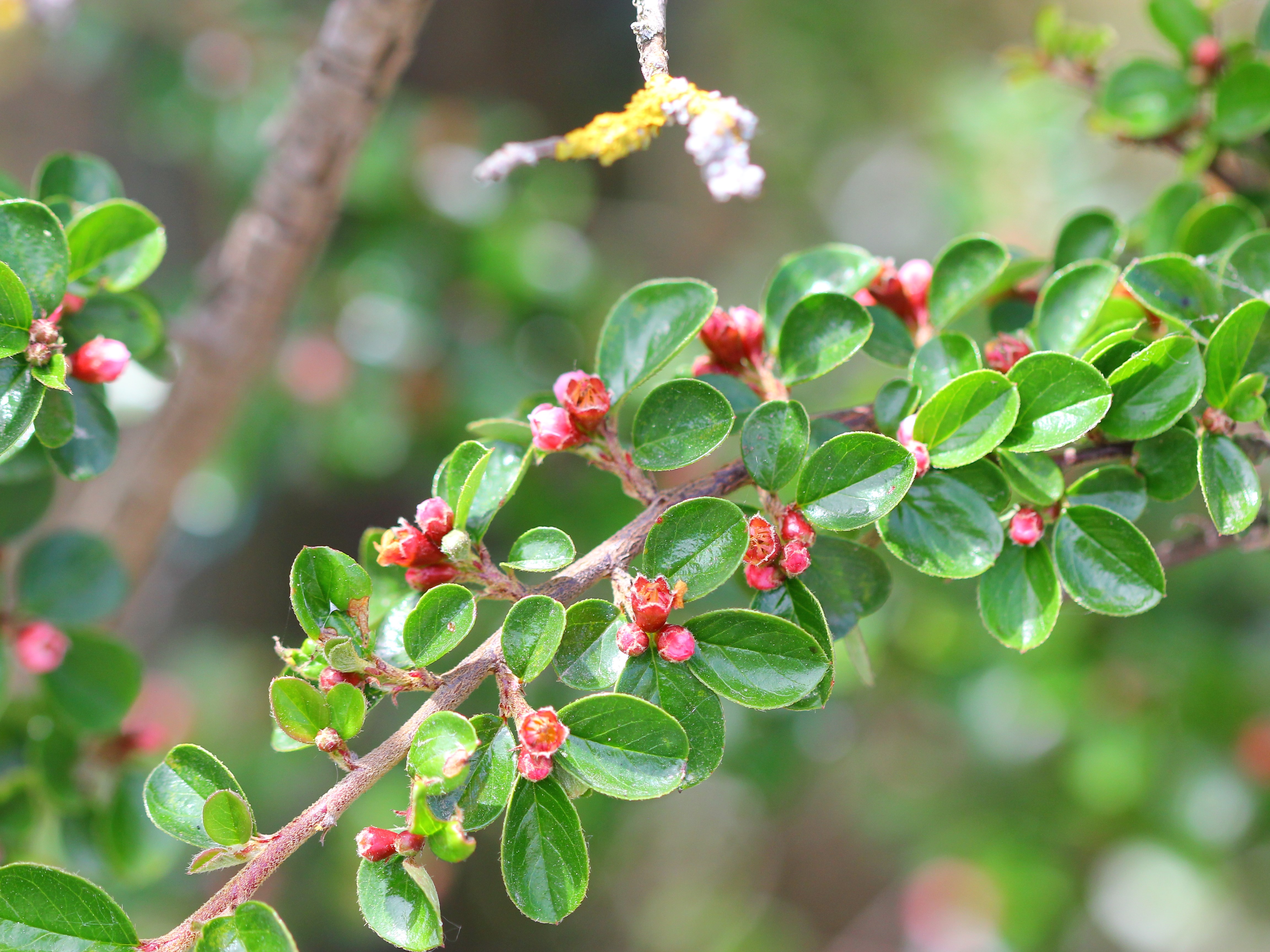 Cotoneaster DUNIAS