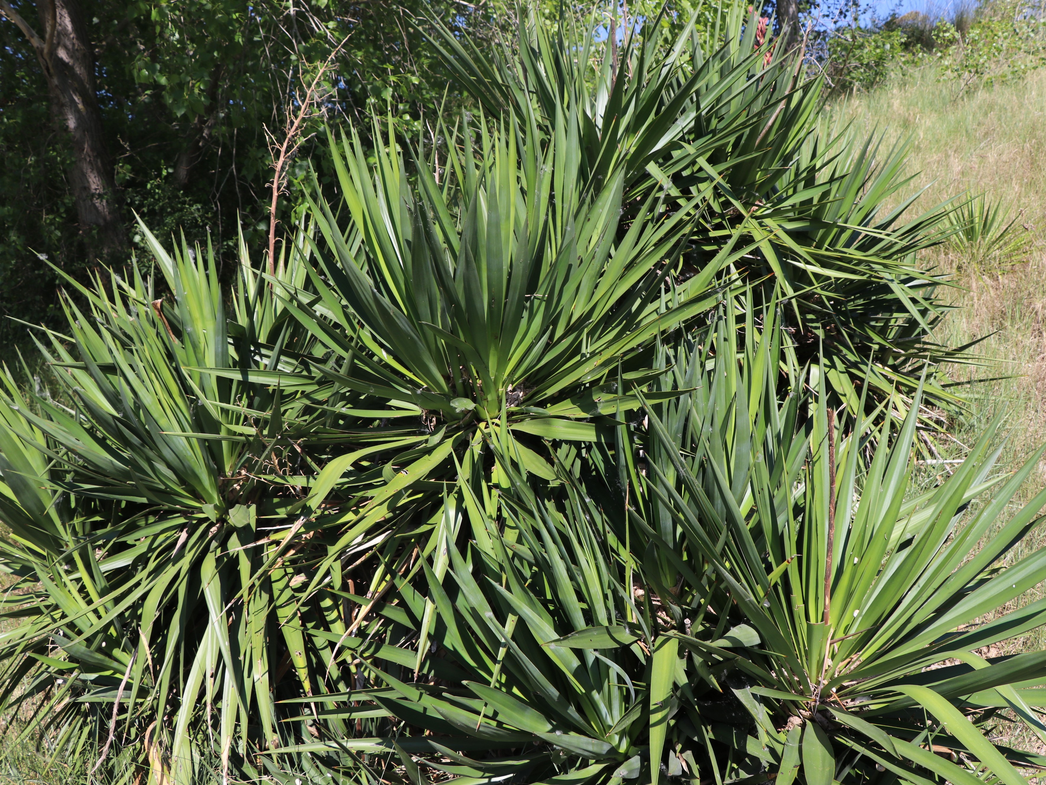 Yucca DUNIAS