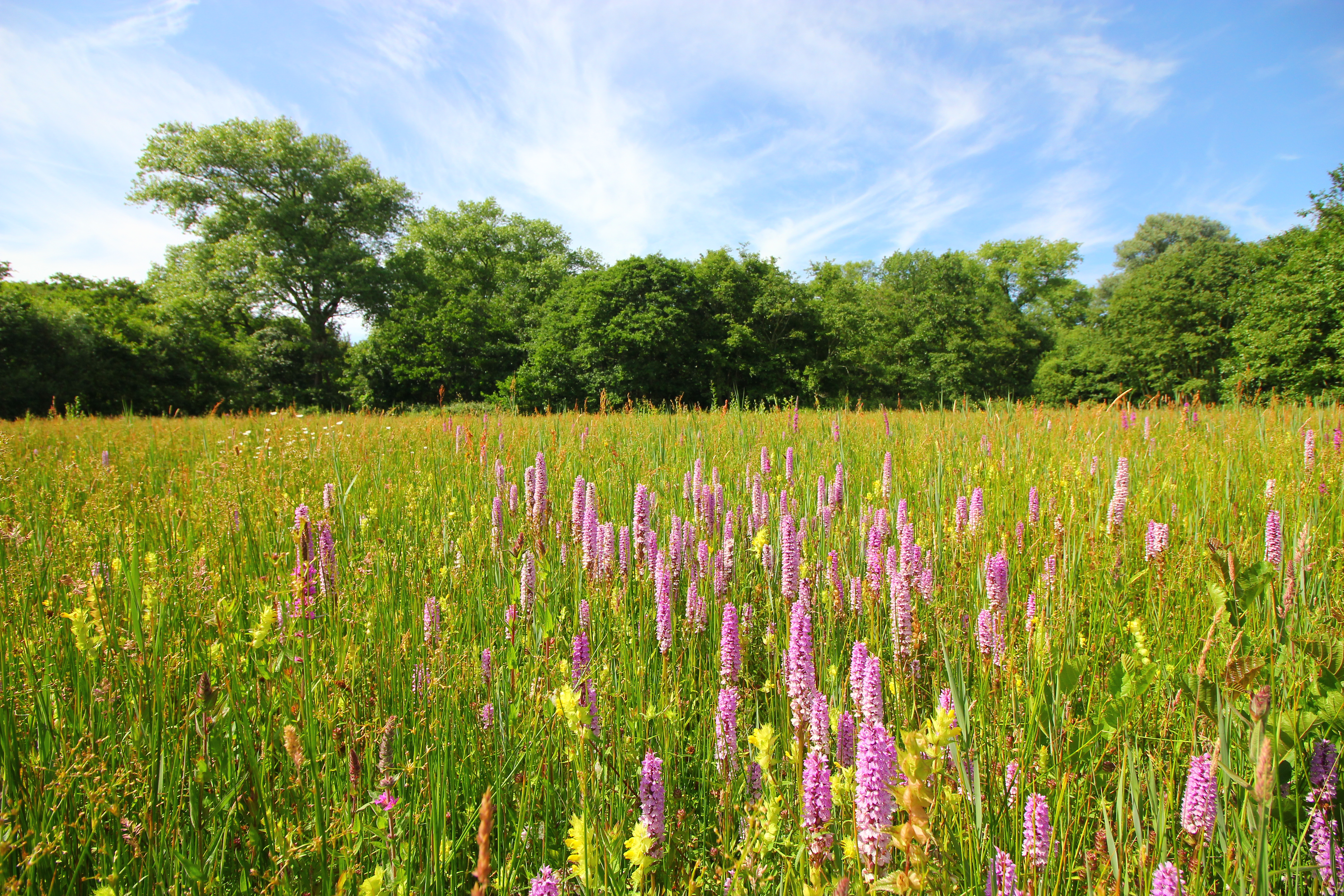 Vleeskleurige orchissen in duinpanne DUNIAS