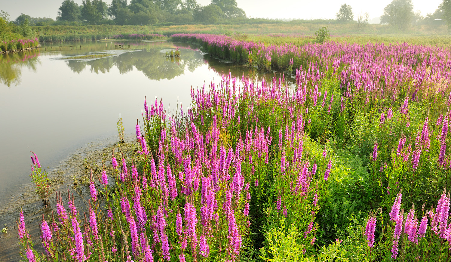 Landschapsbeeld