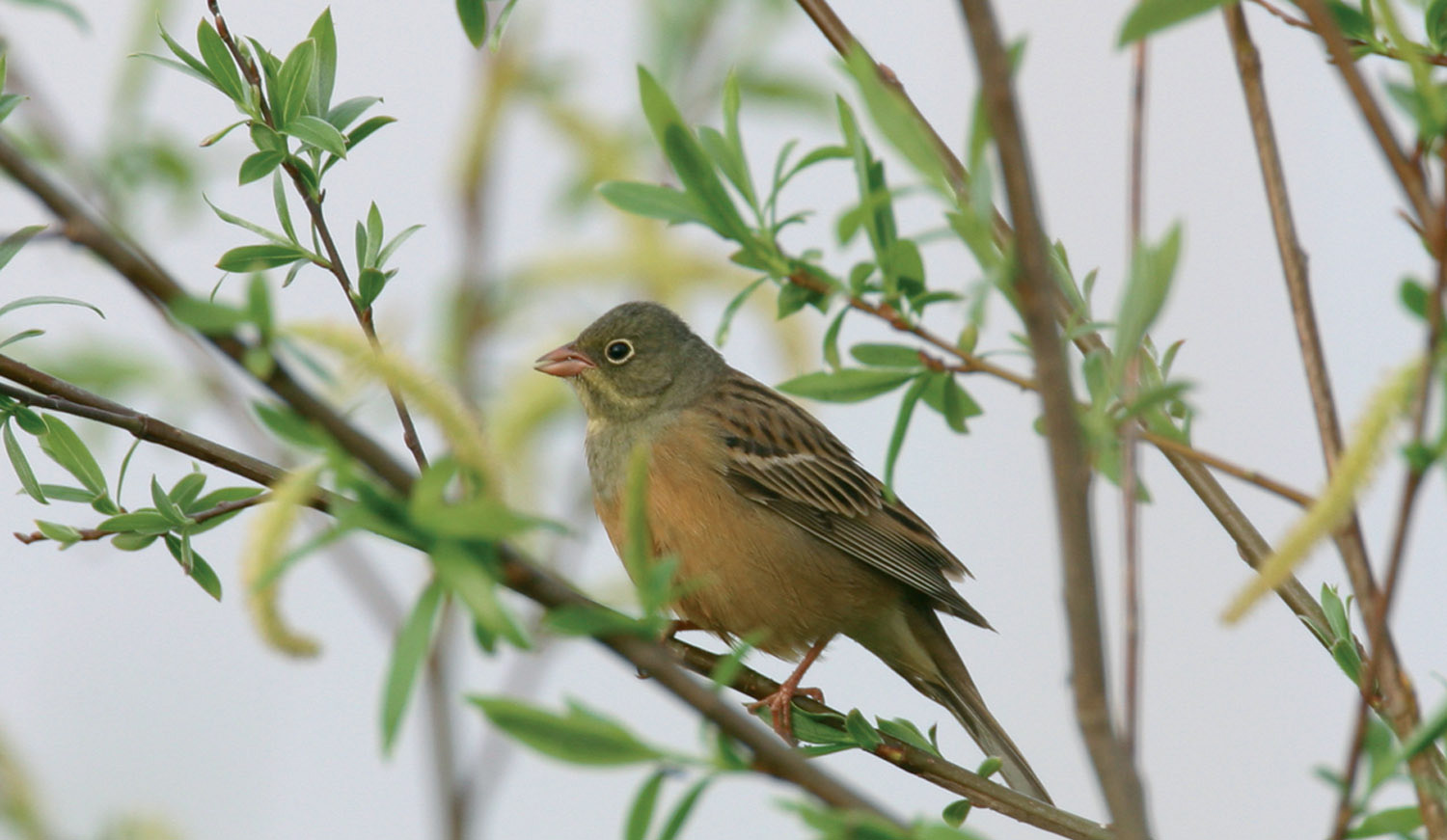 De ortolaan (vogel)