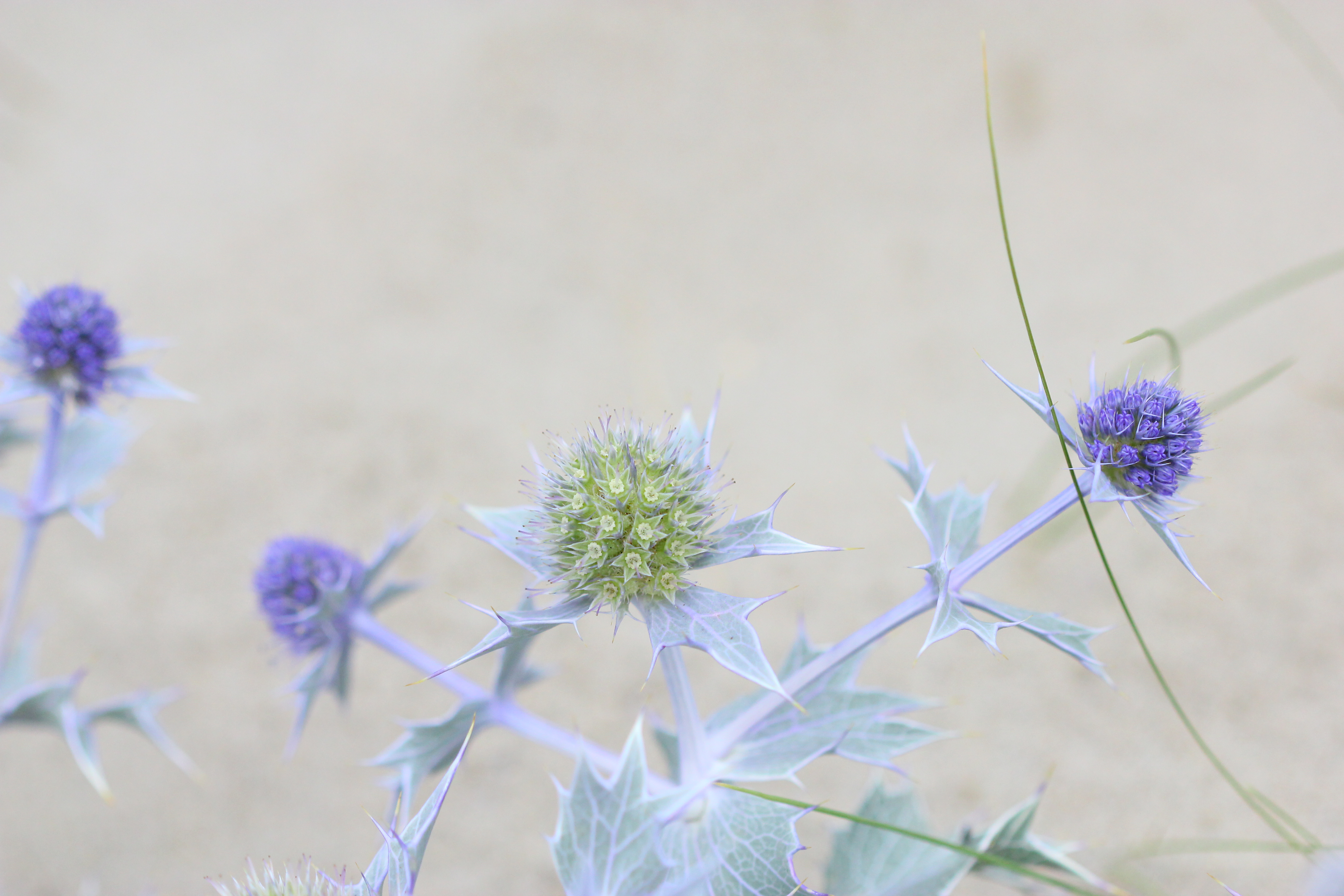 Blauwe zeedistel DUNIAS