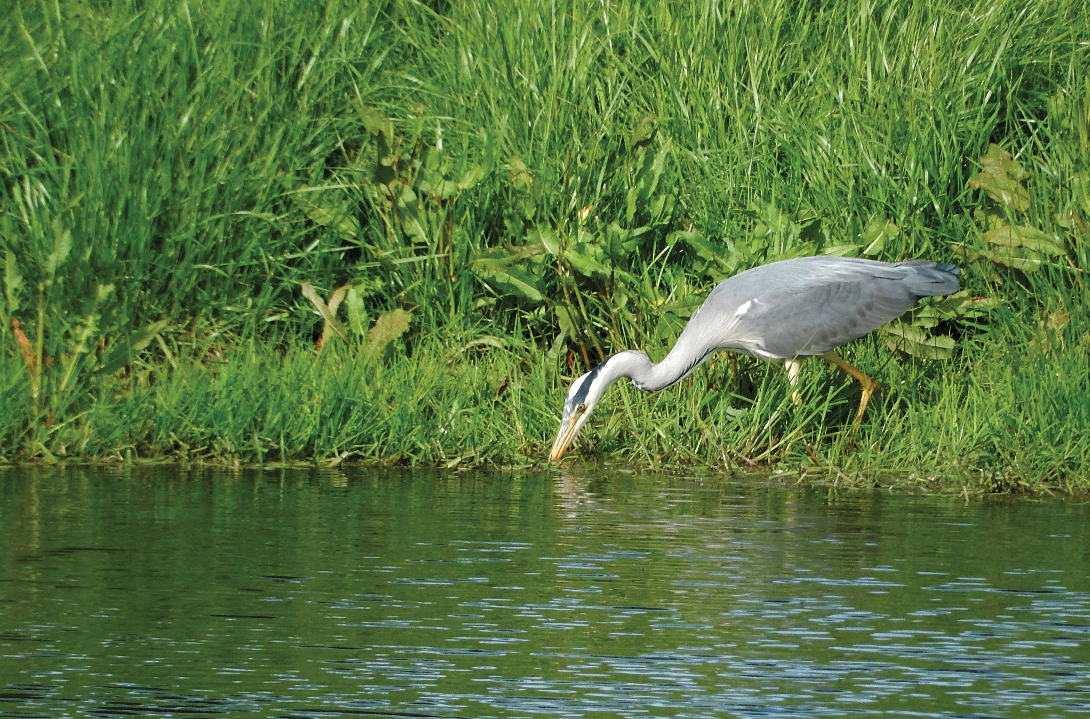 blauwe reiger