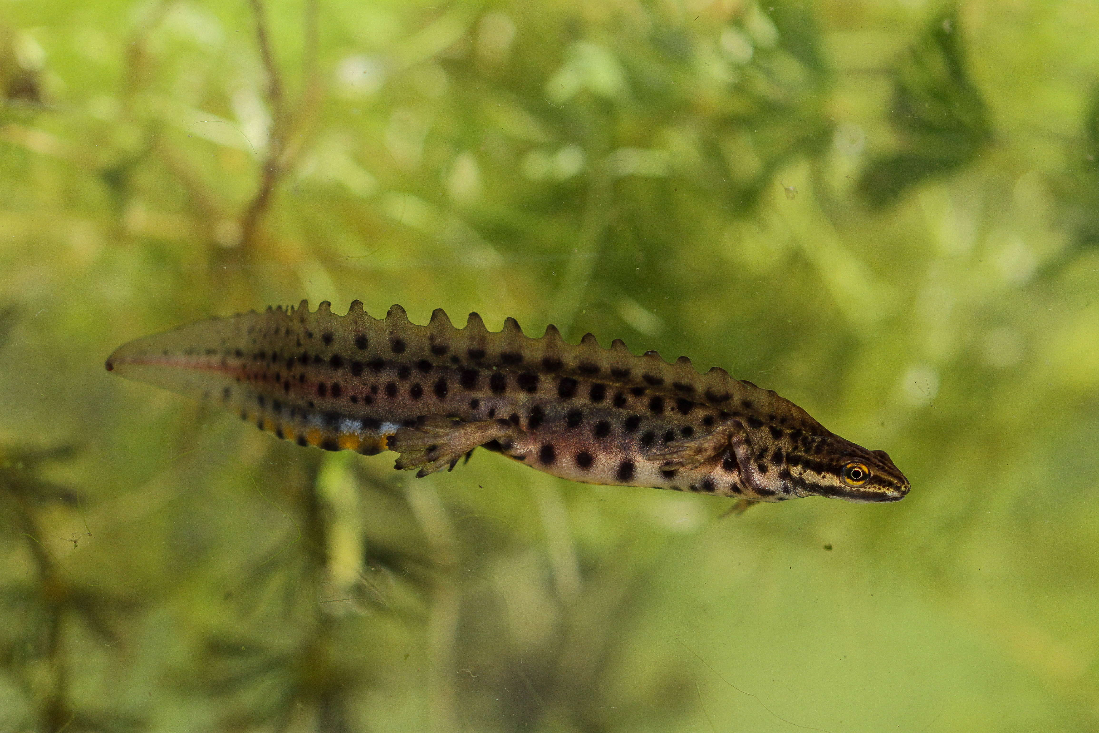 kleine watersalamander 