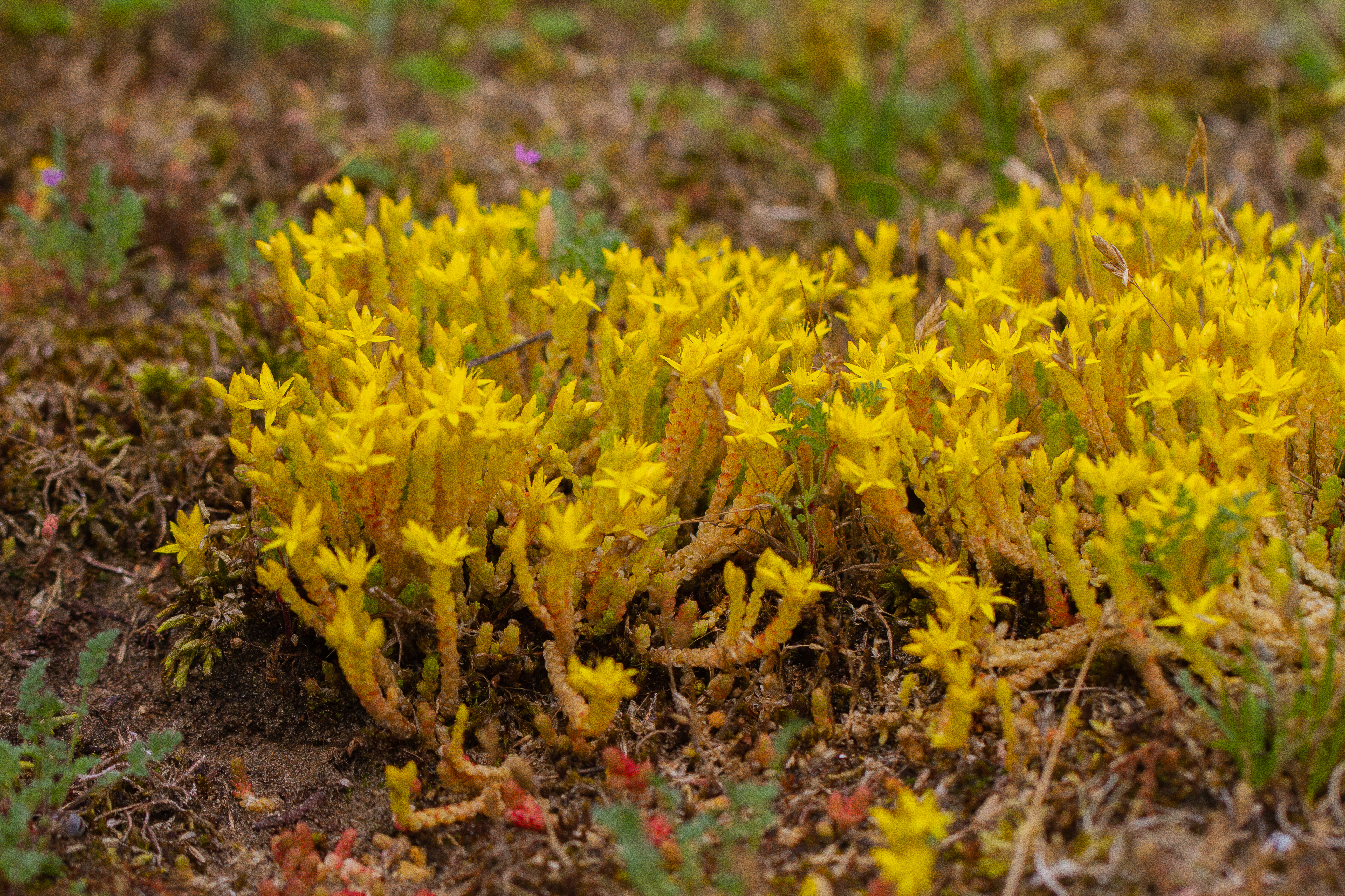 Muurpeper DUNIAS