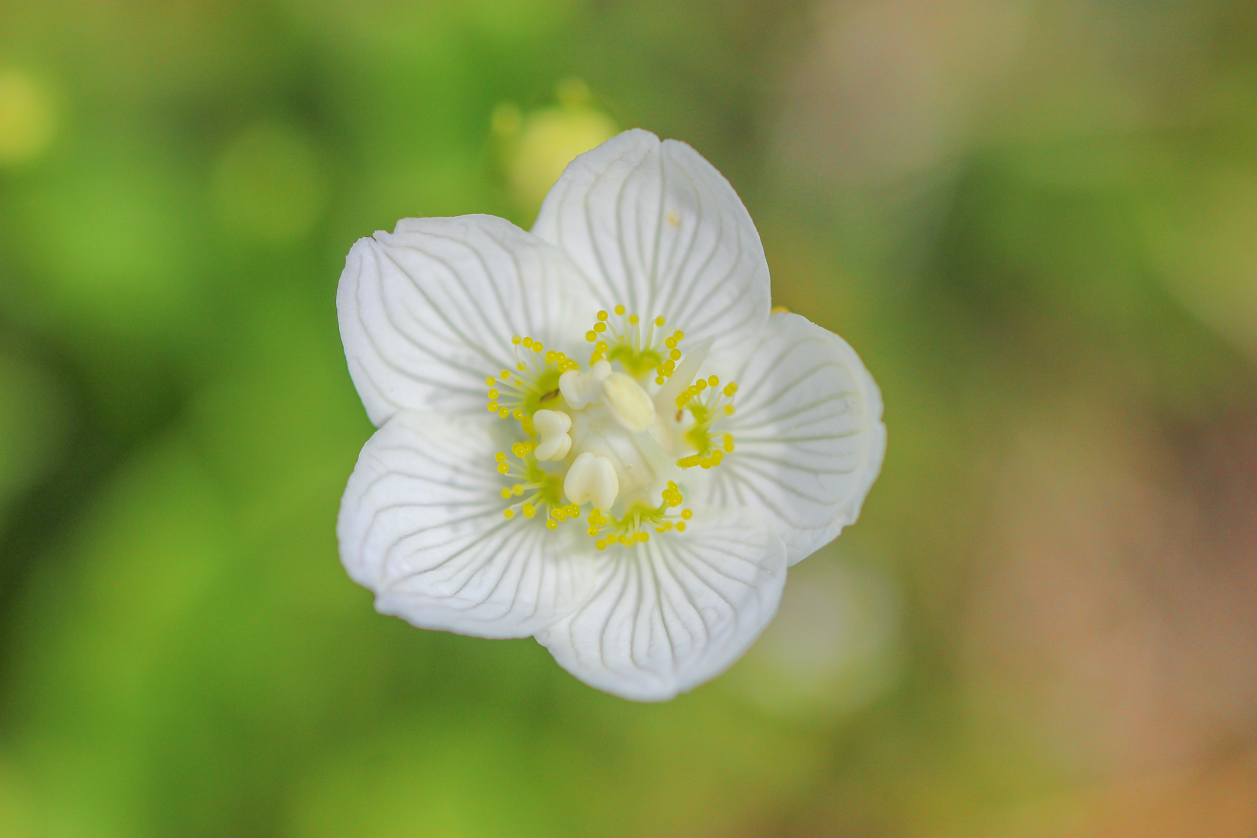 Parnassia DUNIAS