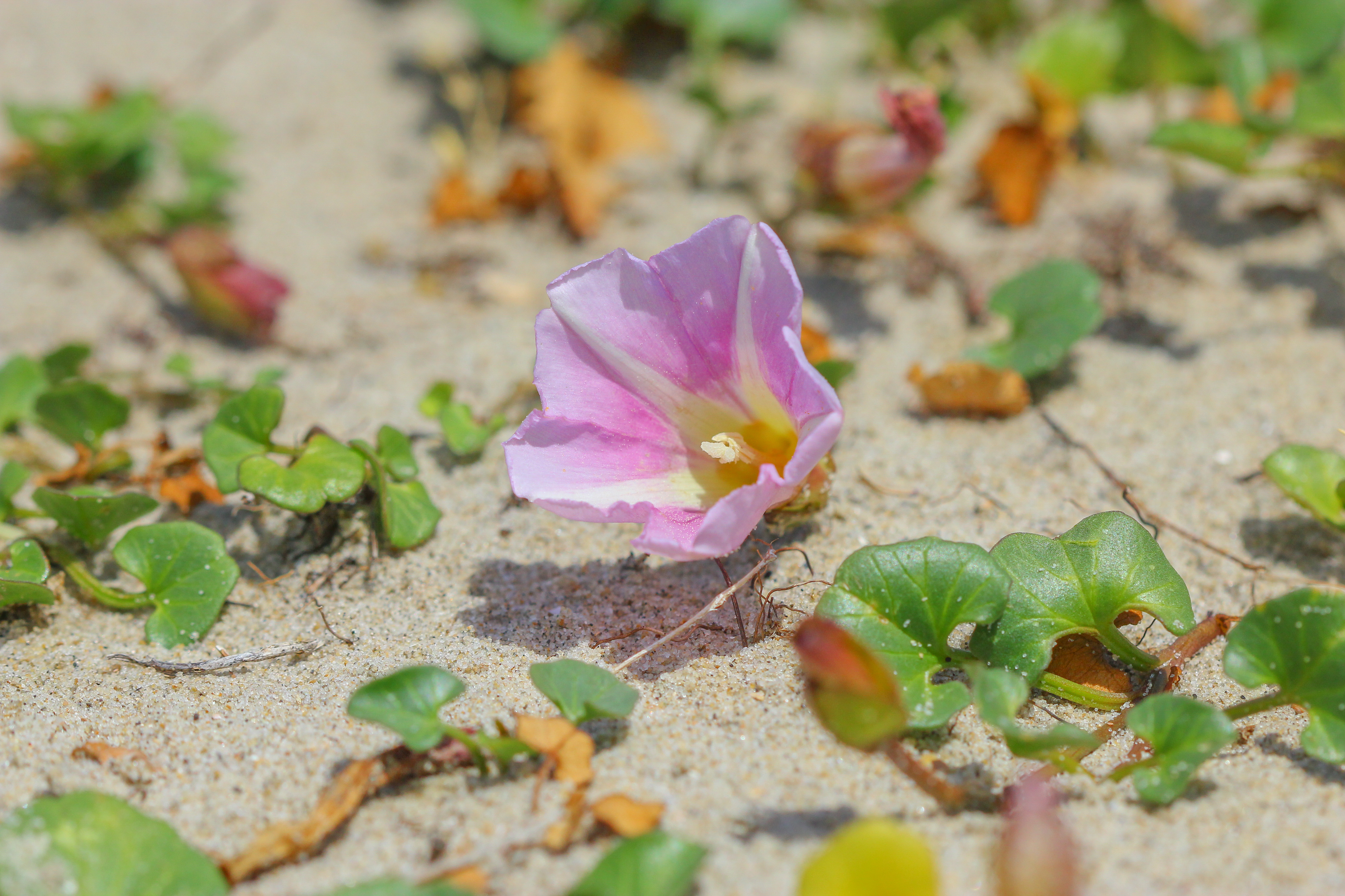 Zeewinde DUNIAS