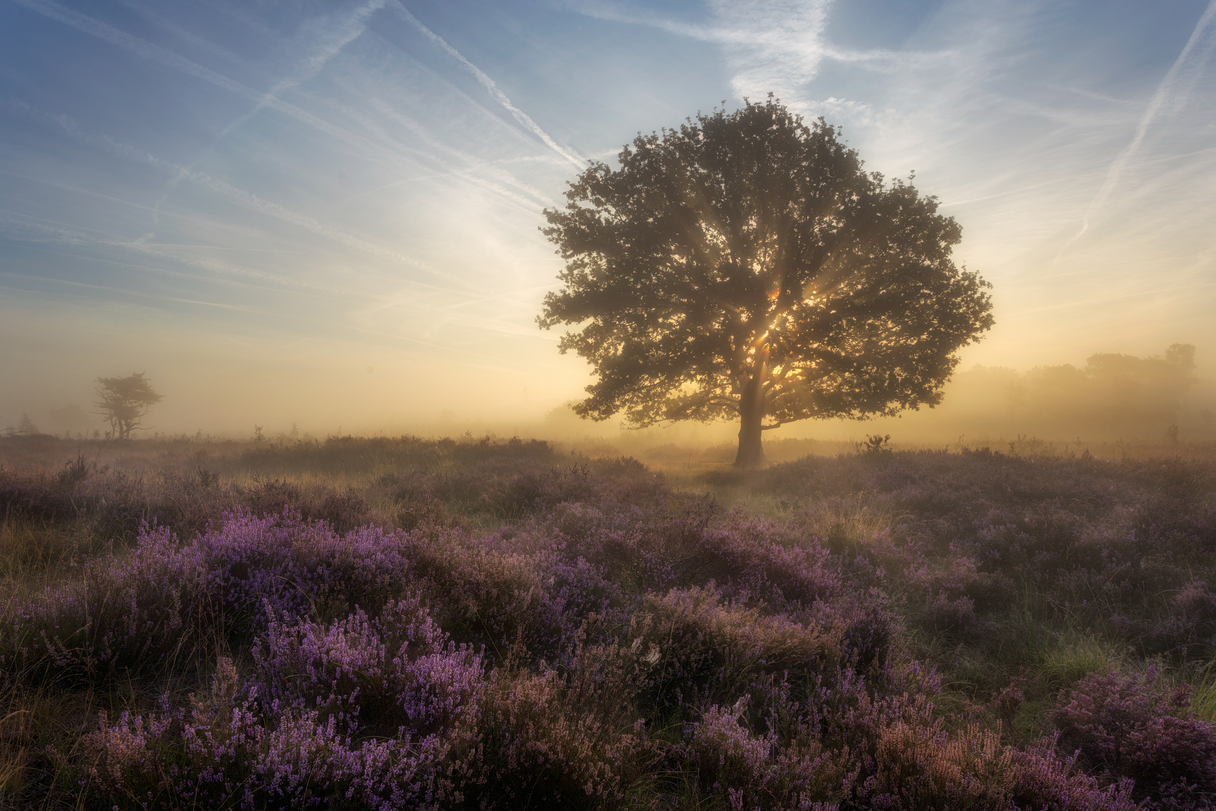 Kalmthoutse Heide