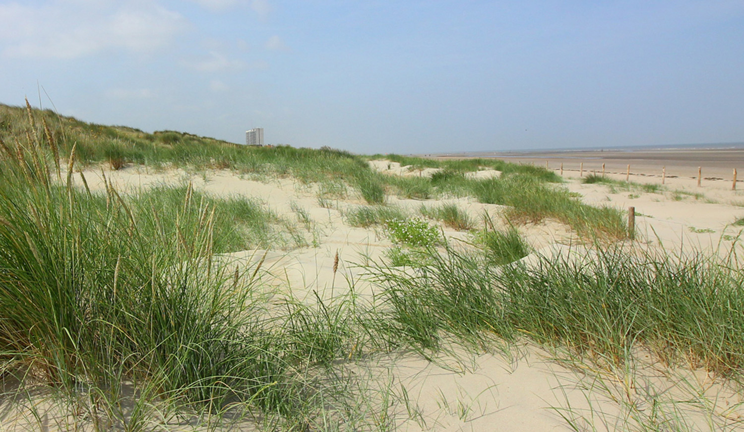 Duinen aan zee