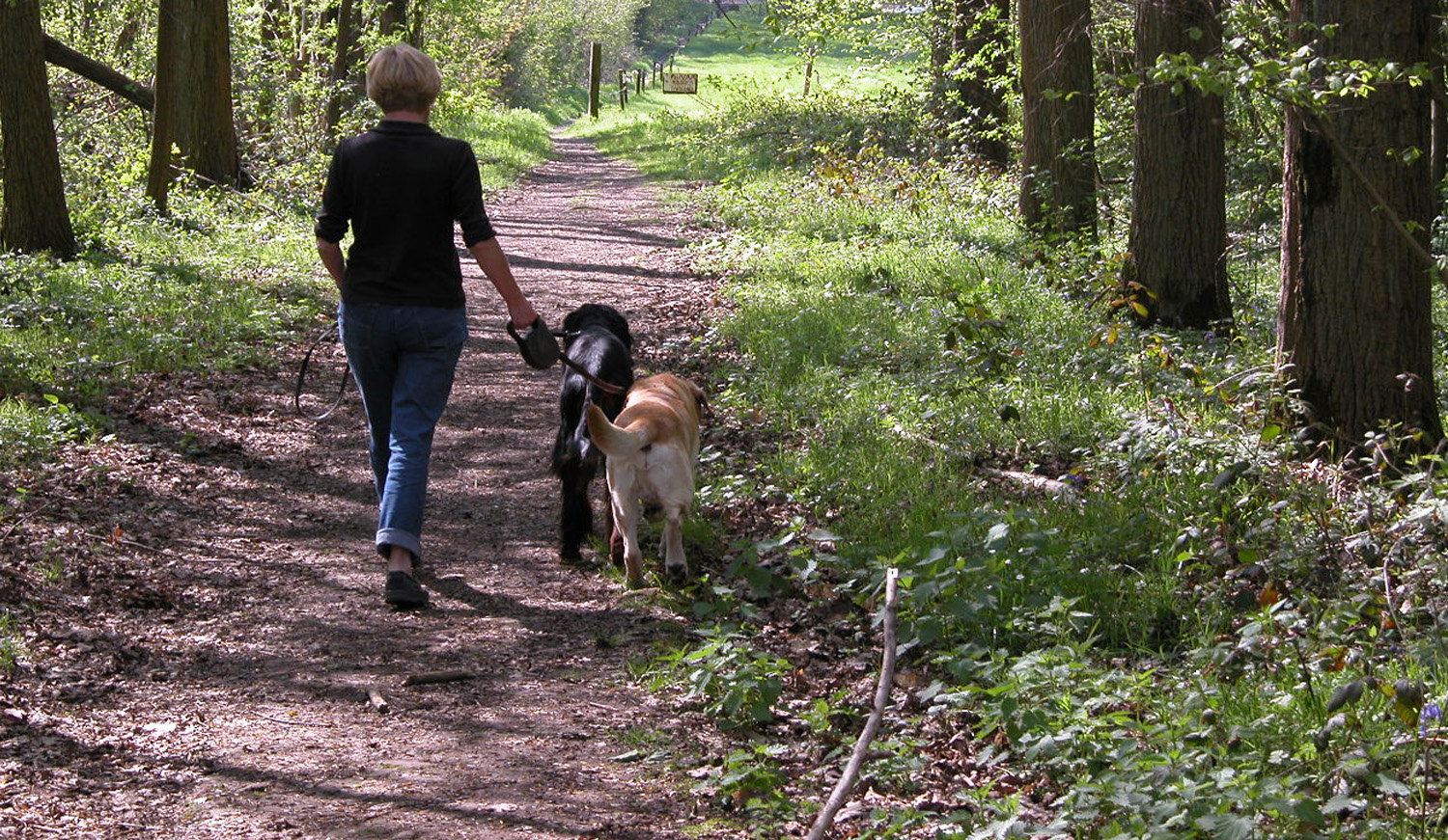 Wandelaar met honden