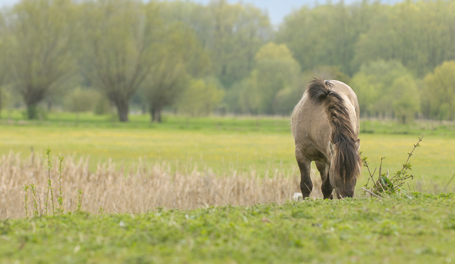 Landschapsbeeld