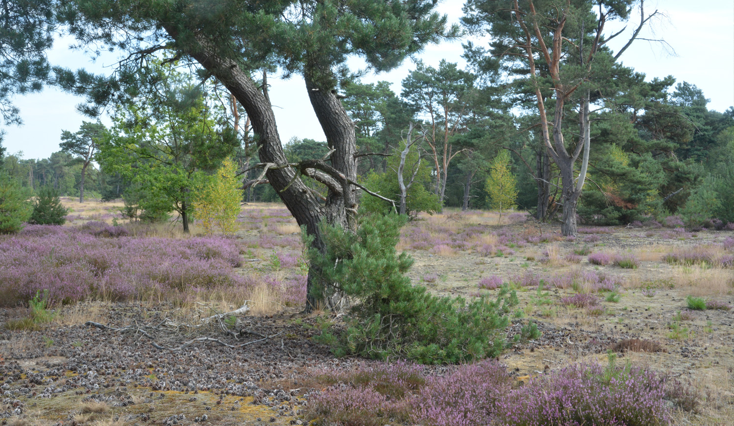 Landschapsbeeld