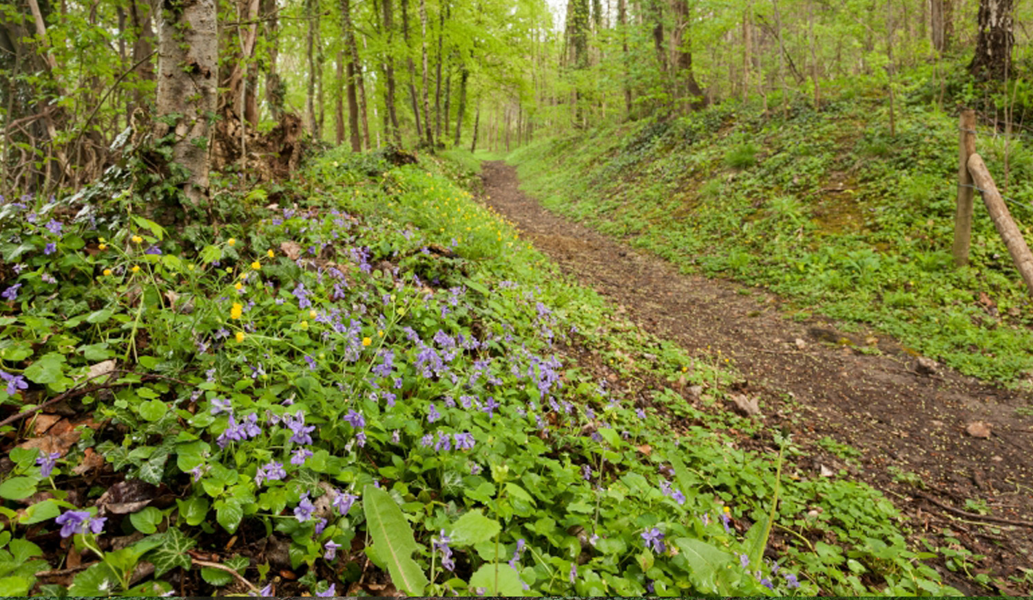 Wandelpad in het bos