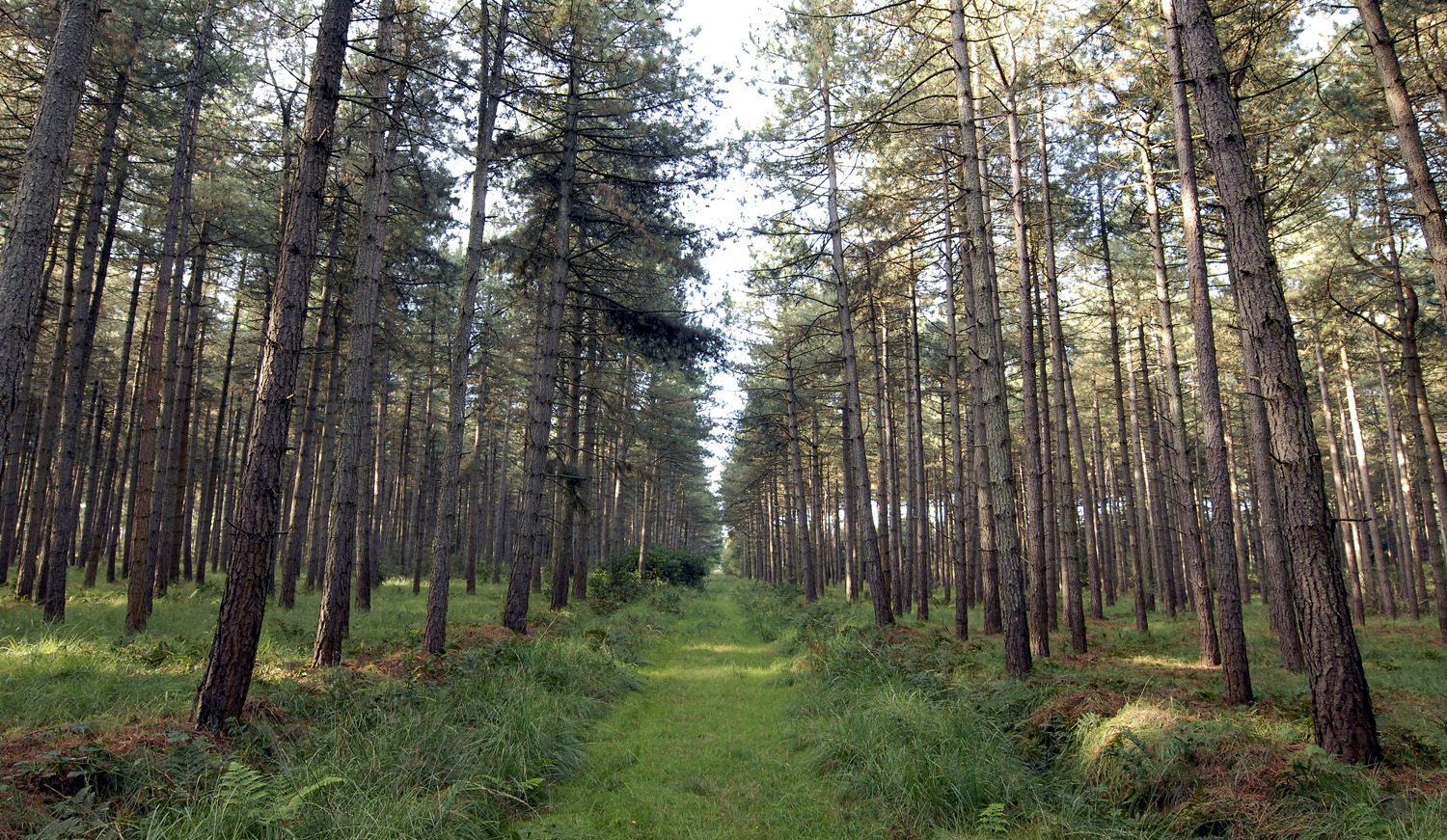 Dreef in het bos