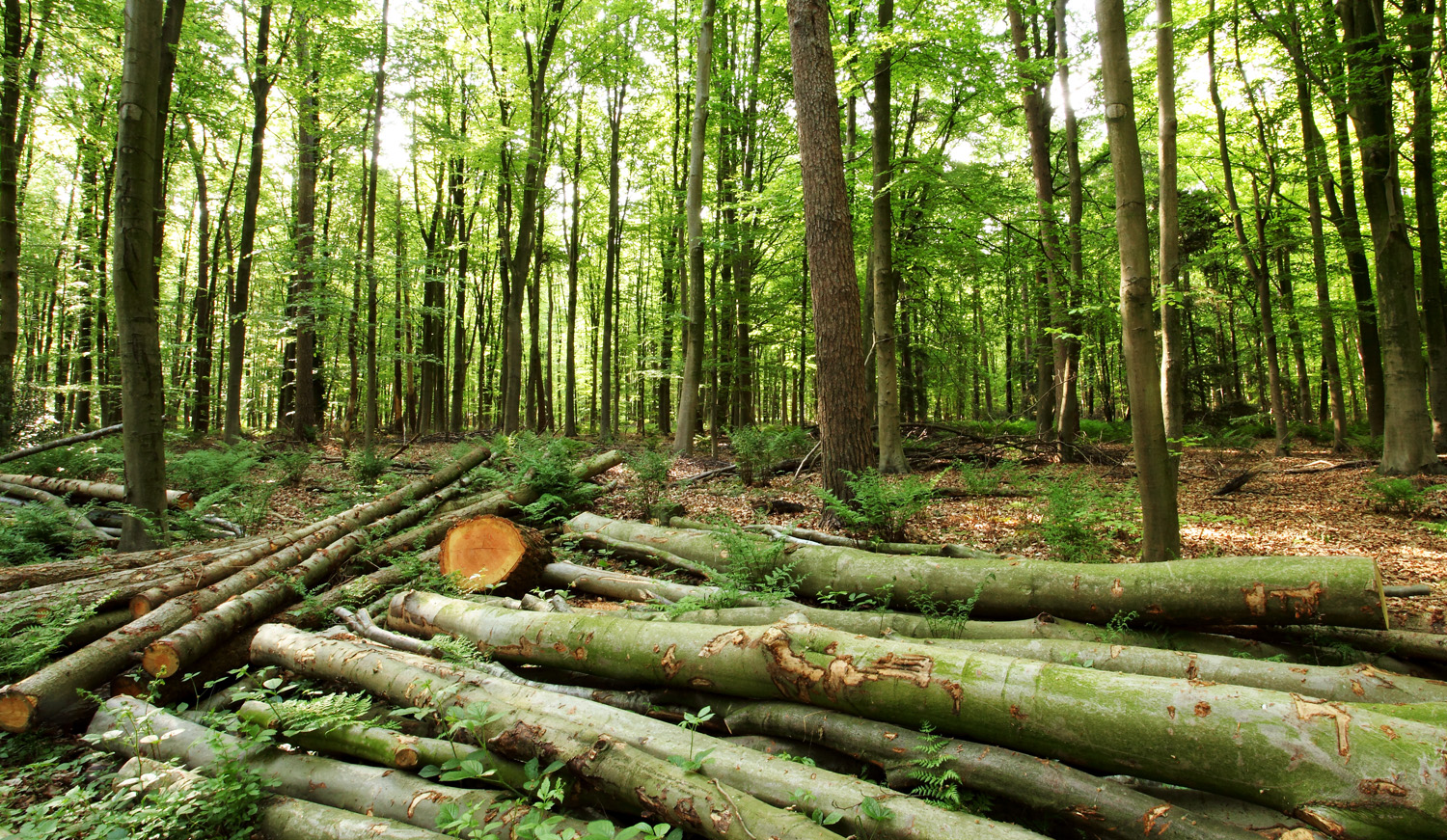 Gekapte bomen