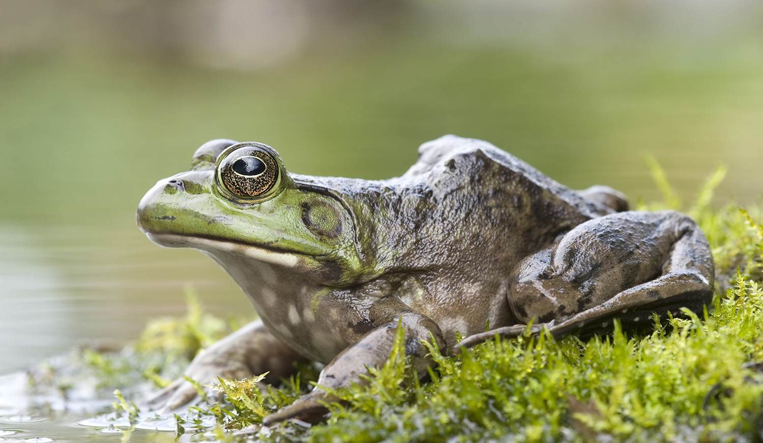 LIFE 3n-Bullfrog  Agentschap voor Natuur en Bos