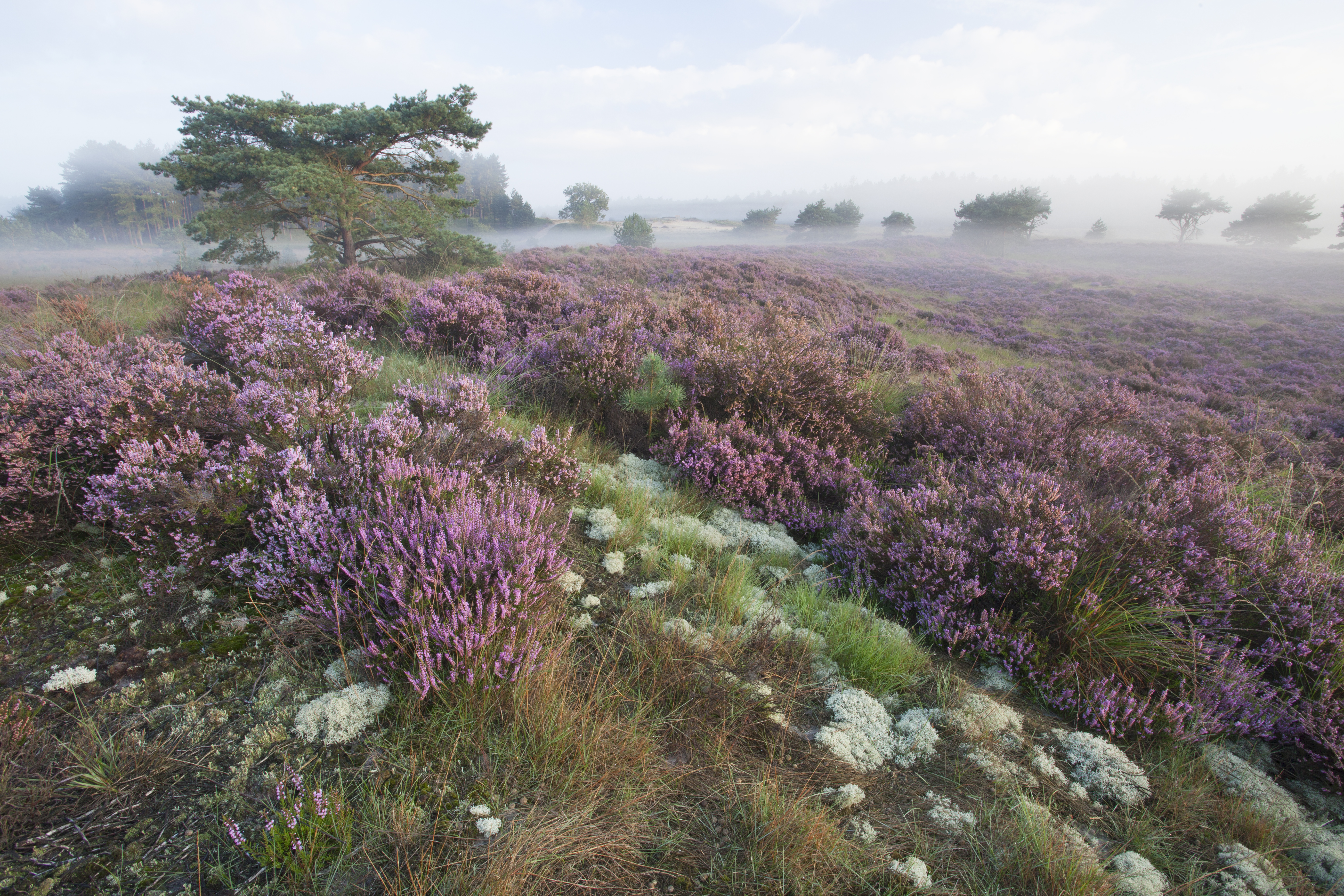 Kalmthoutse Heide