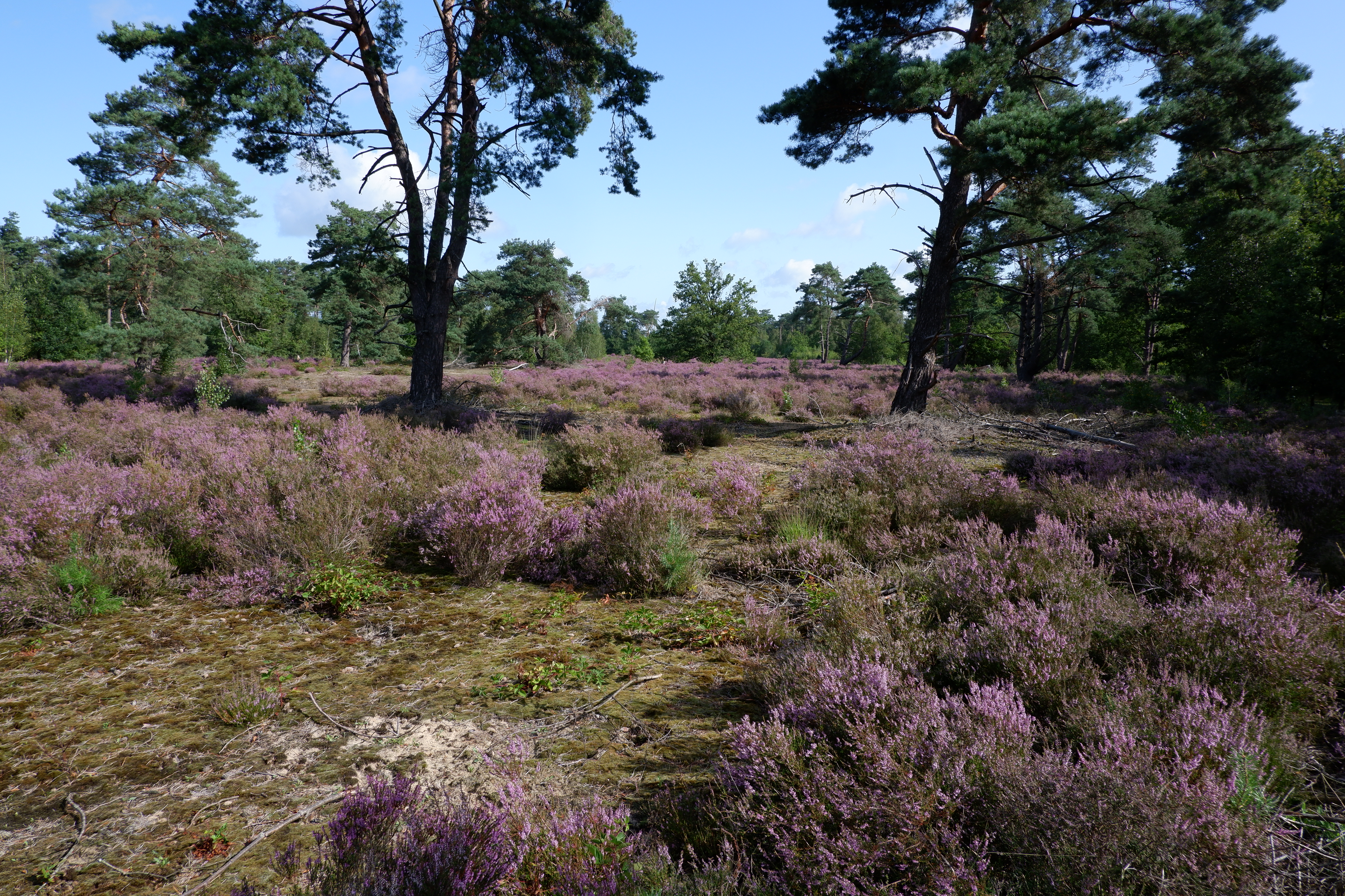 Hoge Rielen | Agentschap voor Natuur en Bos