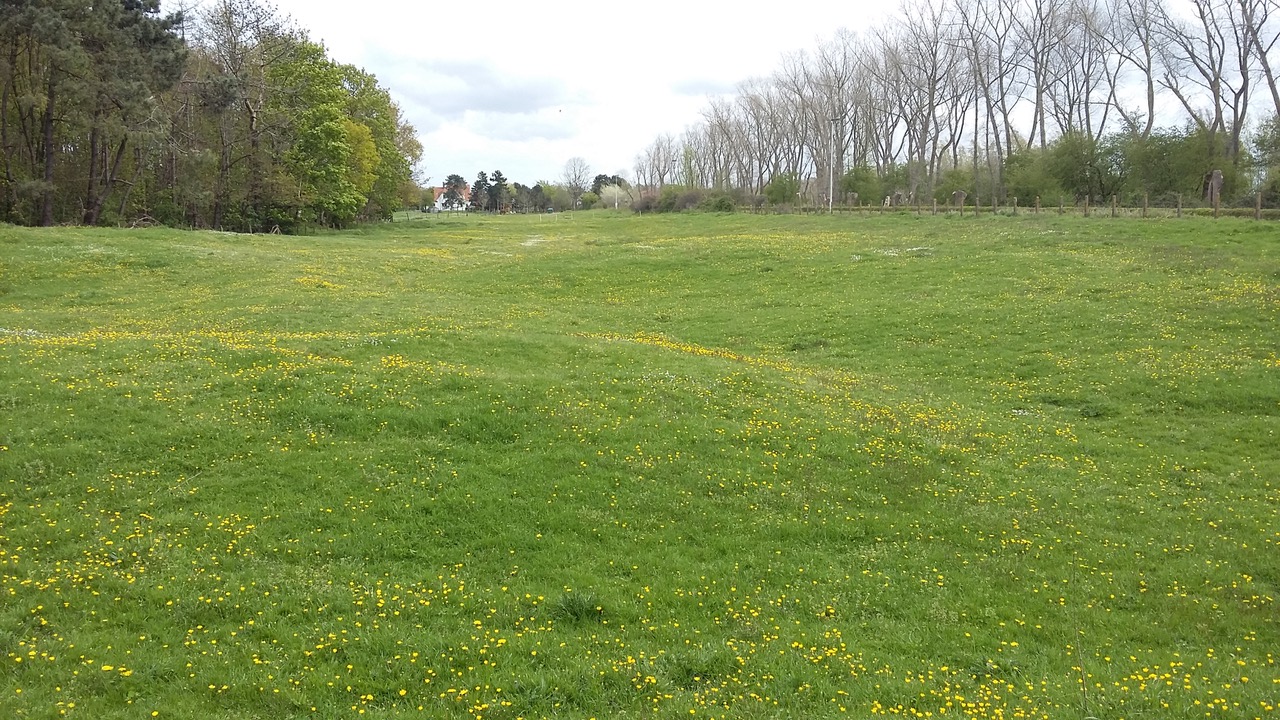 duingrasland binnenduinen