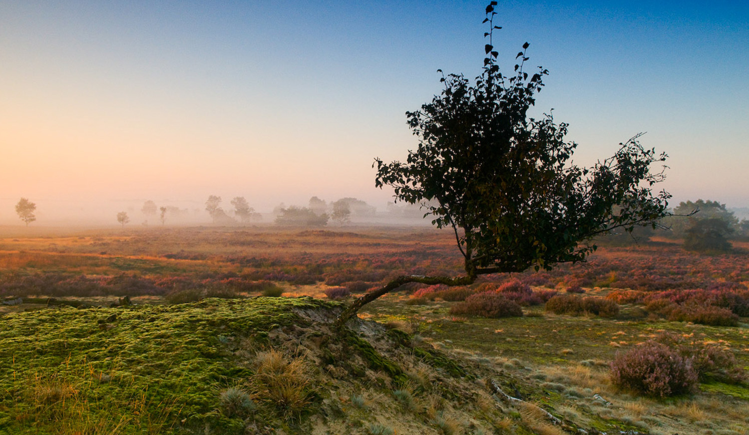 Landschapsbeeld