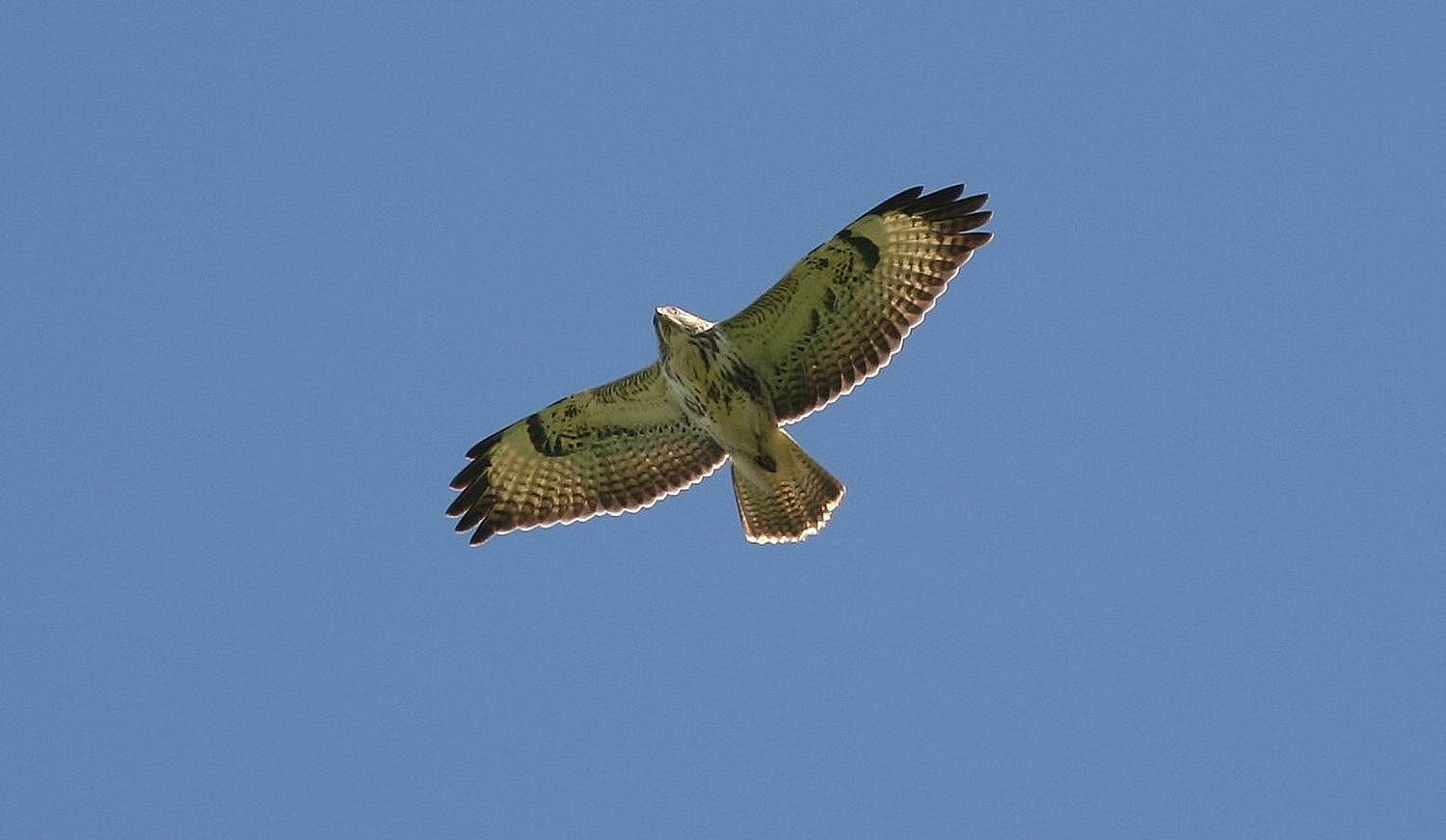 Buizerd