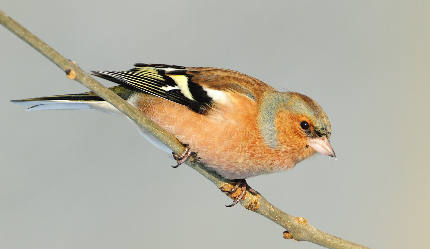 Vink