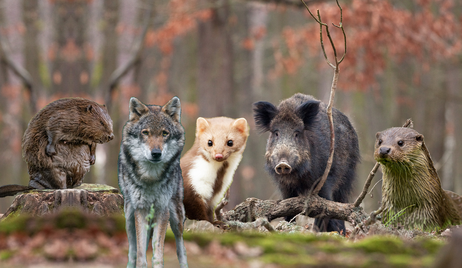 bever, wolf, steenmarter, everzwijn en otter