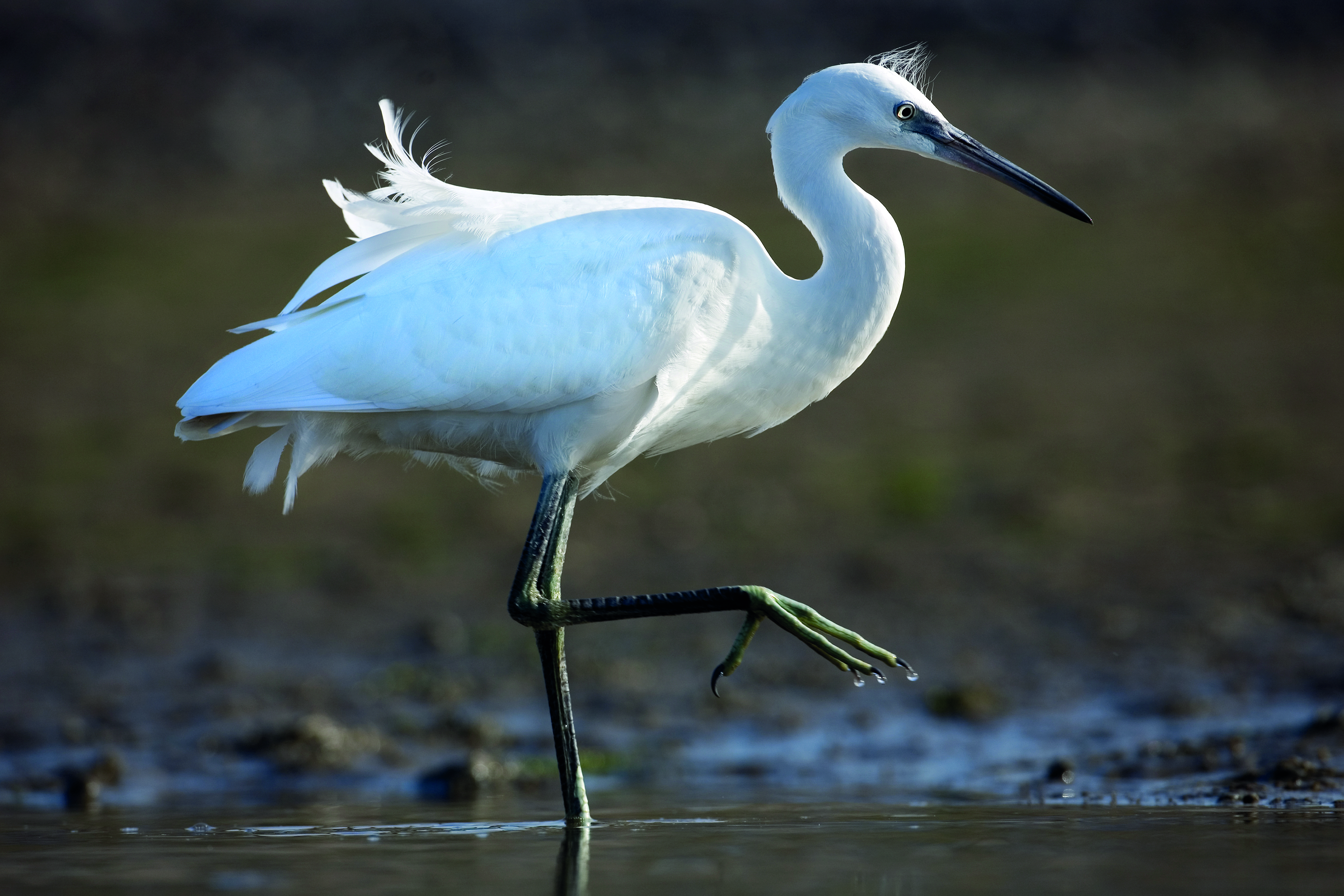 kleine zilverreiger