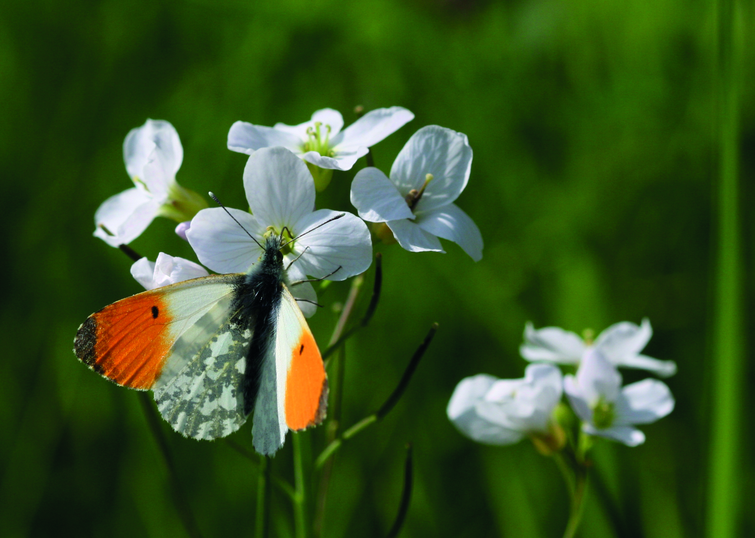 oranjetipje op pinksterbloem