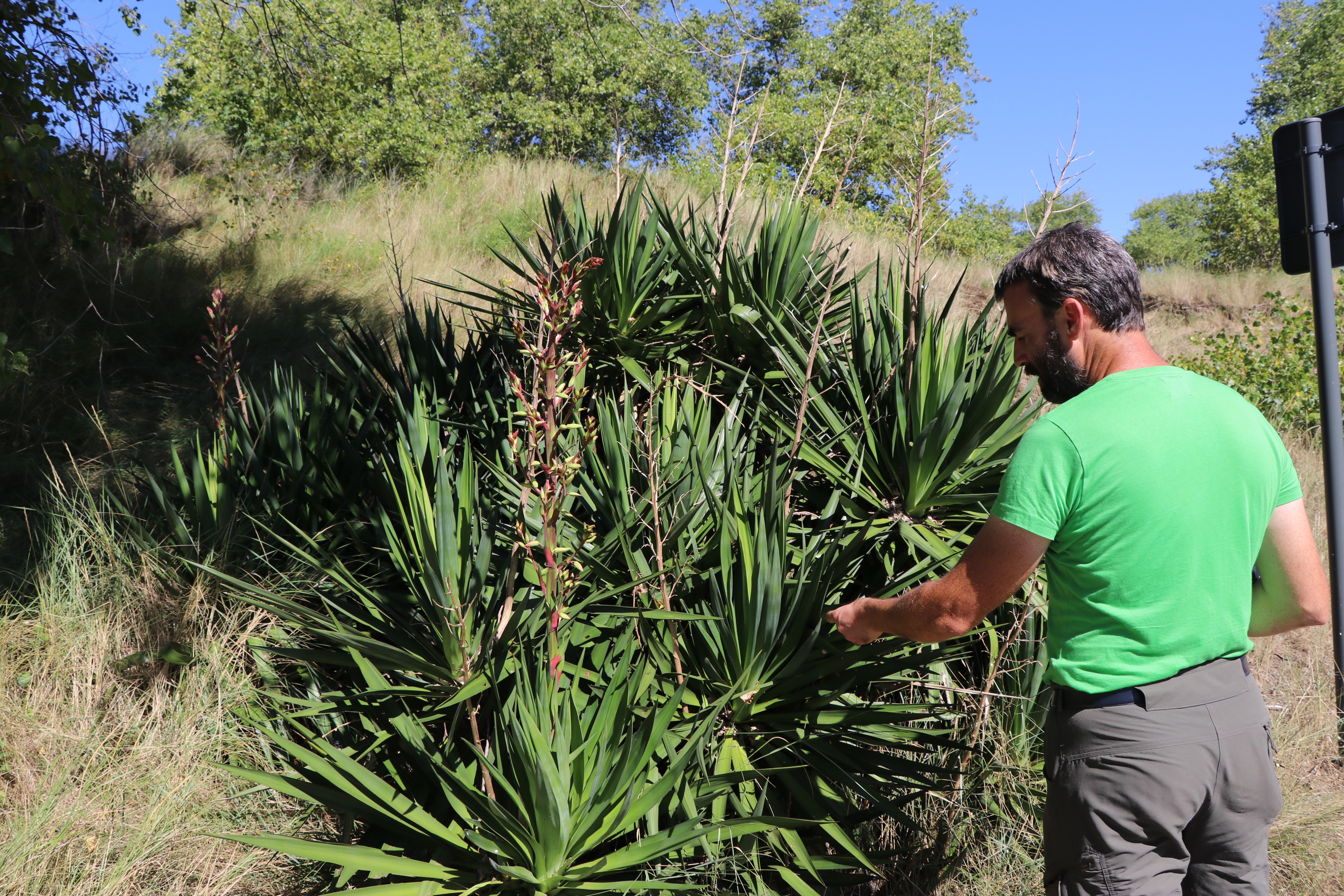 Yucca